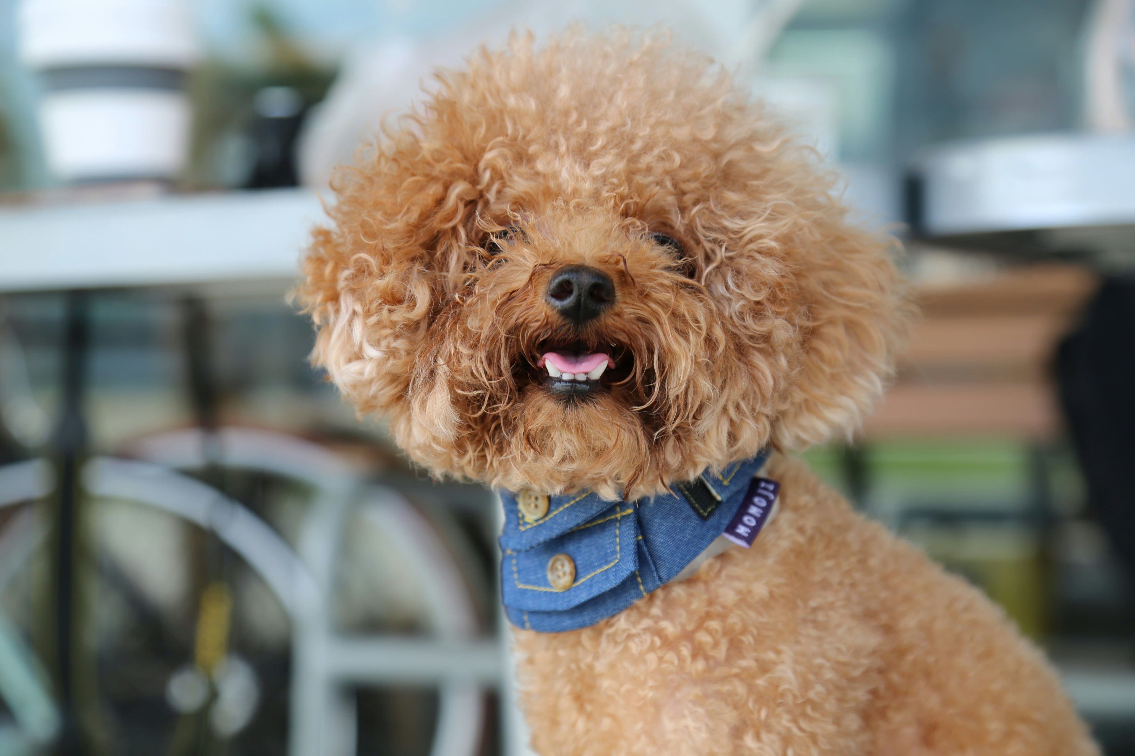 Perché al mio cane lacrimano gli occhi? Ecco perché c'entra l'alimentazione!