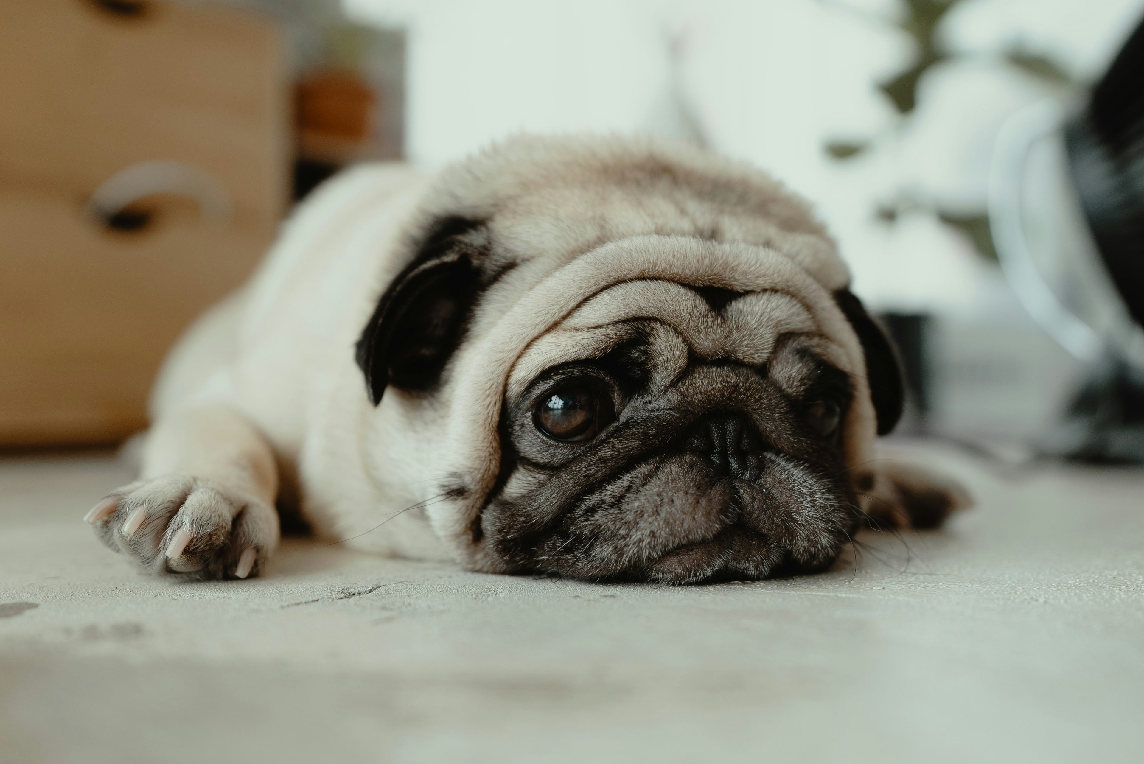 Quali sono i sintomi della leishmaniosi nel cane e che rischi comporta