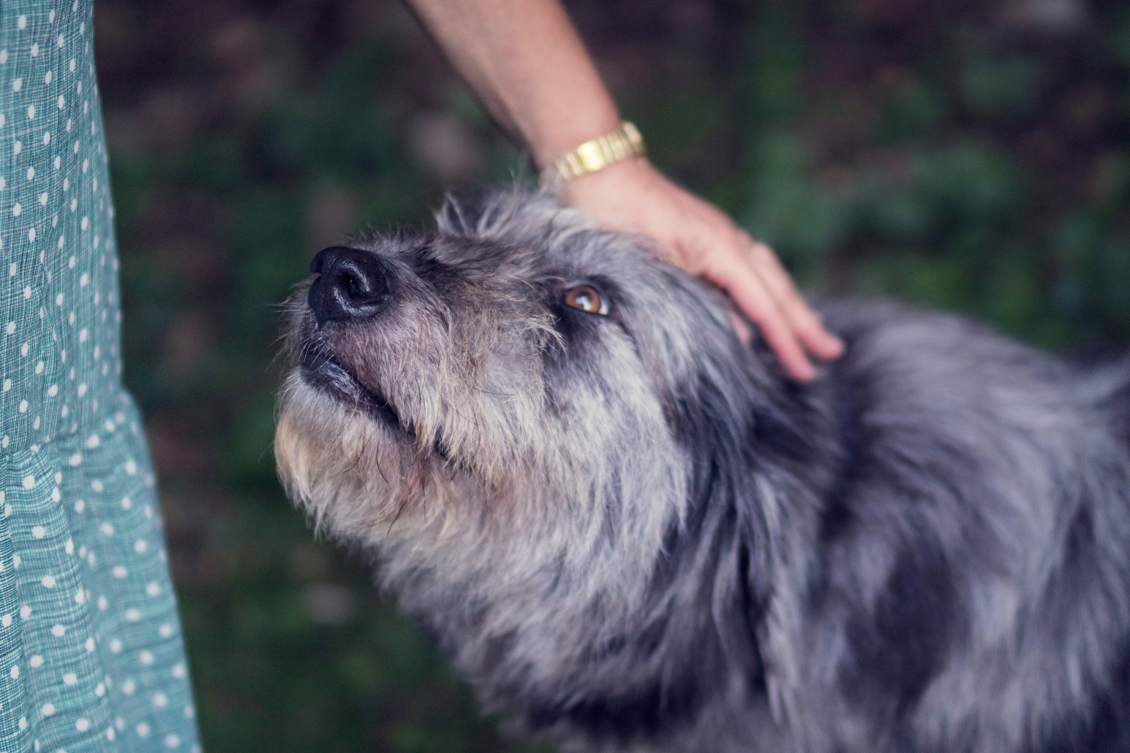 Come favorire la longevità del nostro cane attraverso l'alimentazione