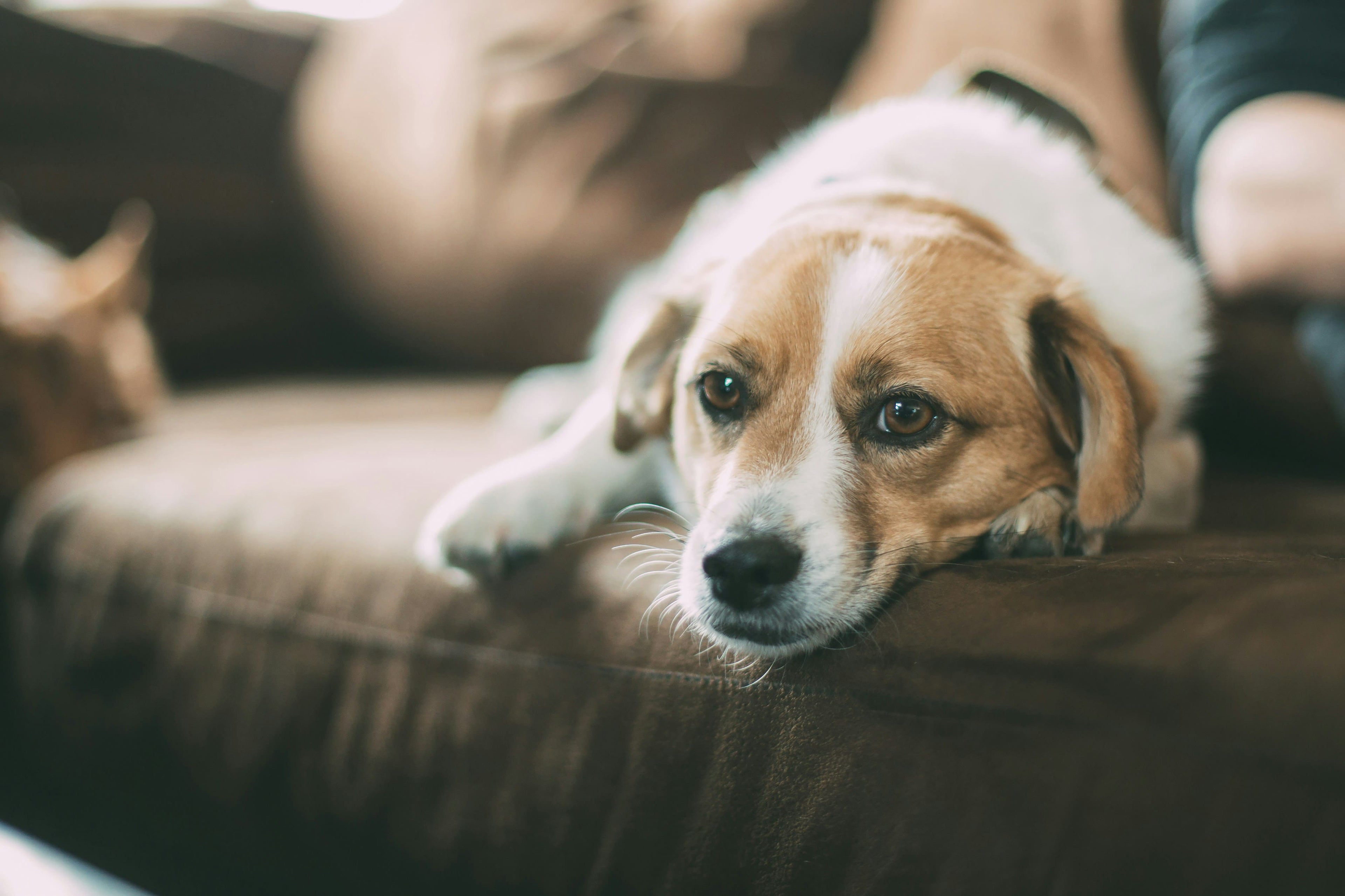 La malassezia nel cane: ecco i cibi da evitare