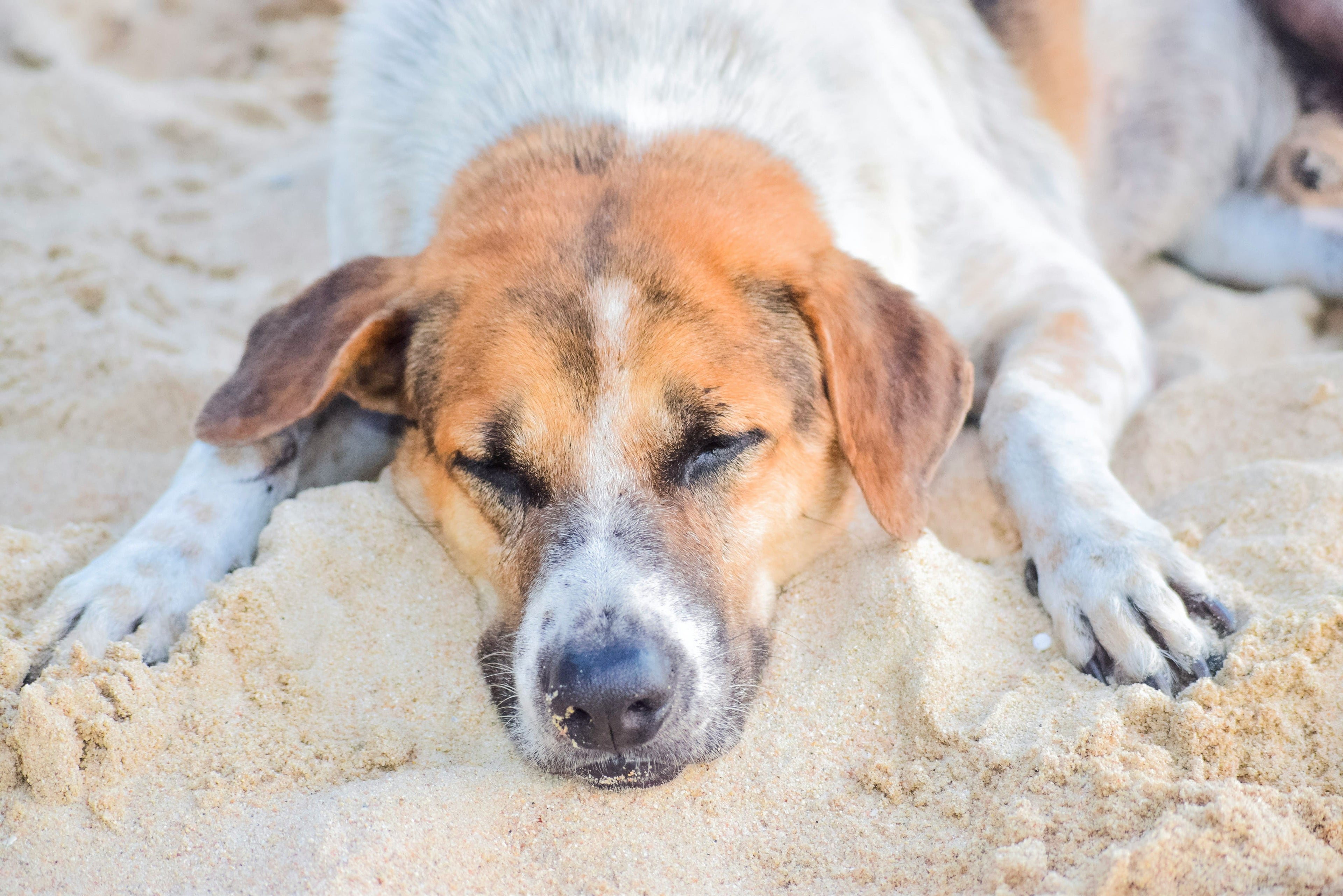 Il tuo cane soffre di rabbia? Tutto su sintomi, trasmissione e vaccinazione