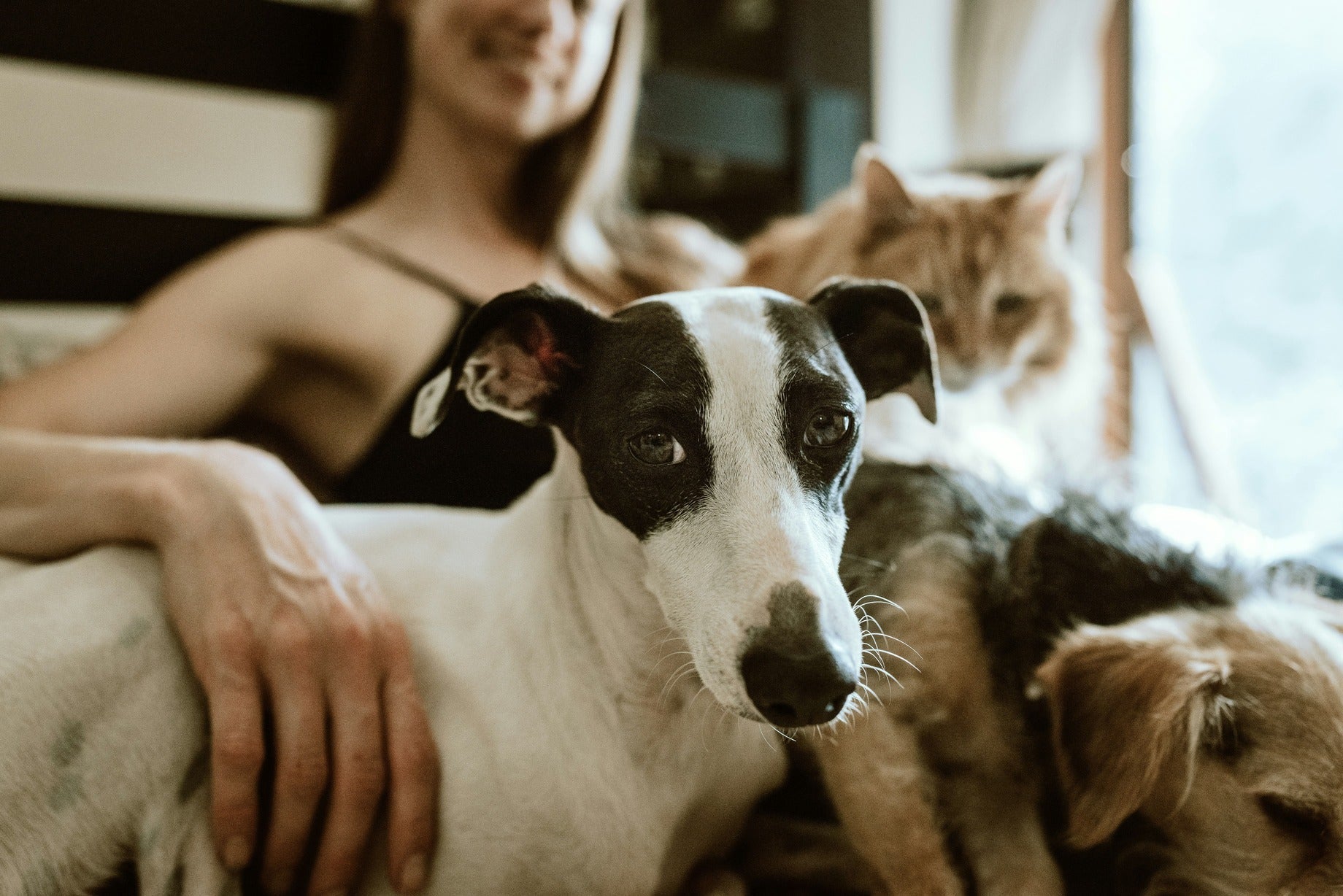 Come proteggere il tuo cane dai parassiti intestinali e garantirgli una vita sana
