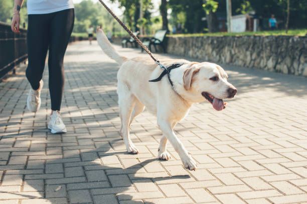 Passeggiata con il cane: consigli utili per renderla rilassante e divertente