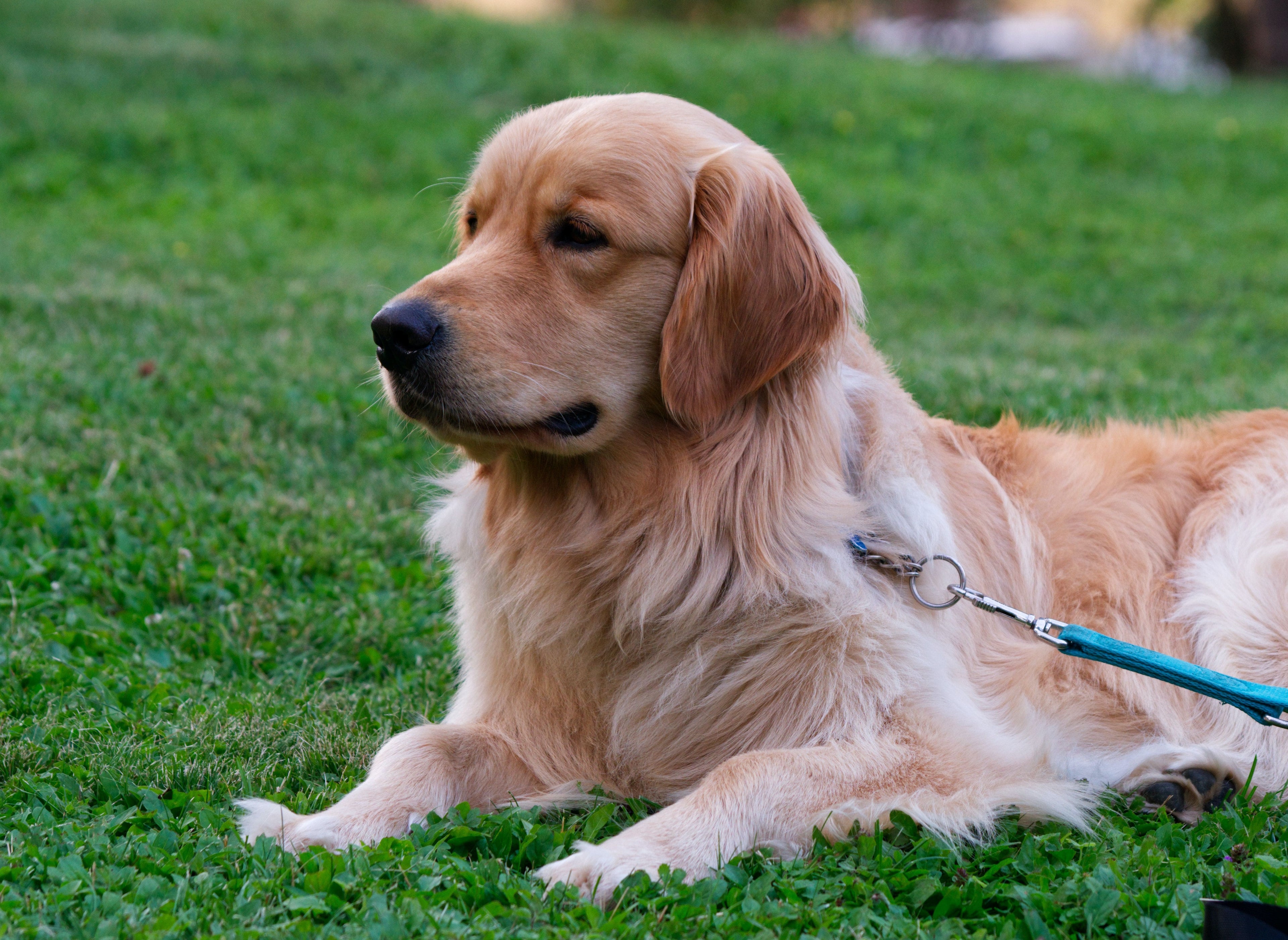 Perché i cani mangiano l'erba?