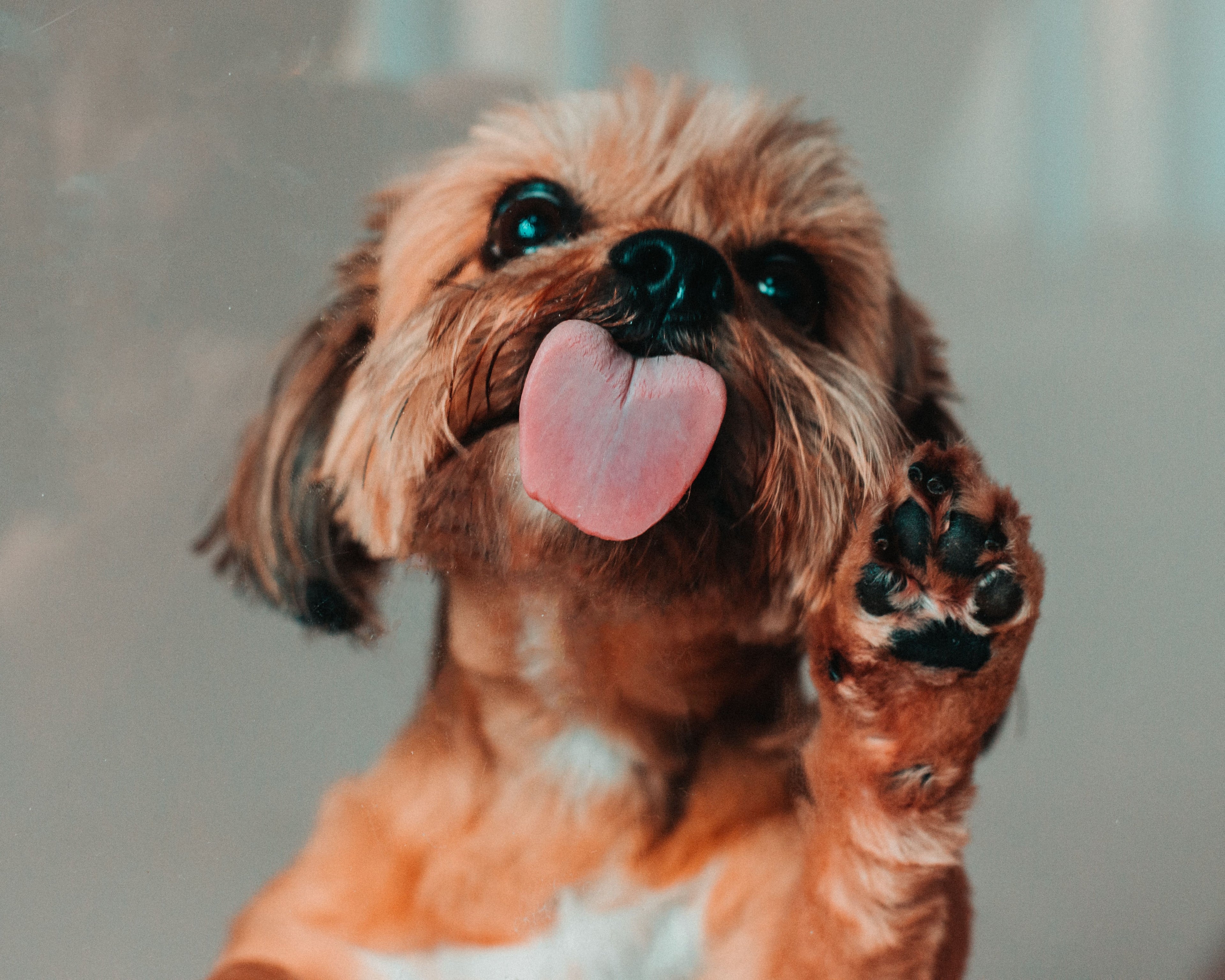 Perché i cani si leccano le zampe?