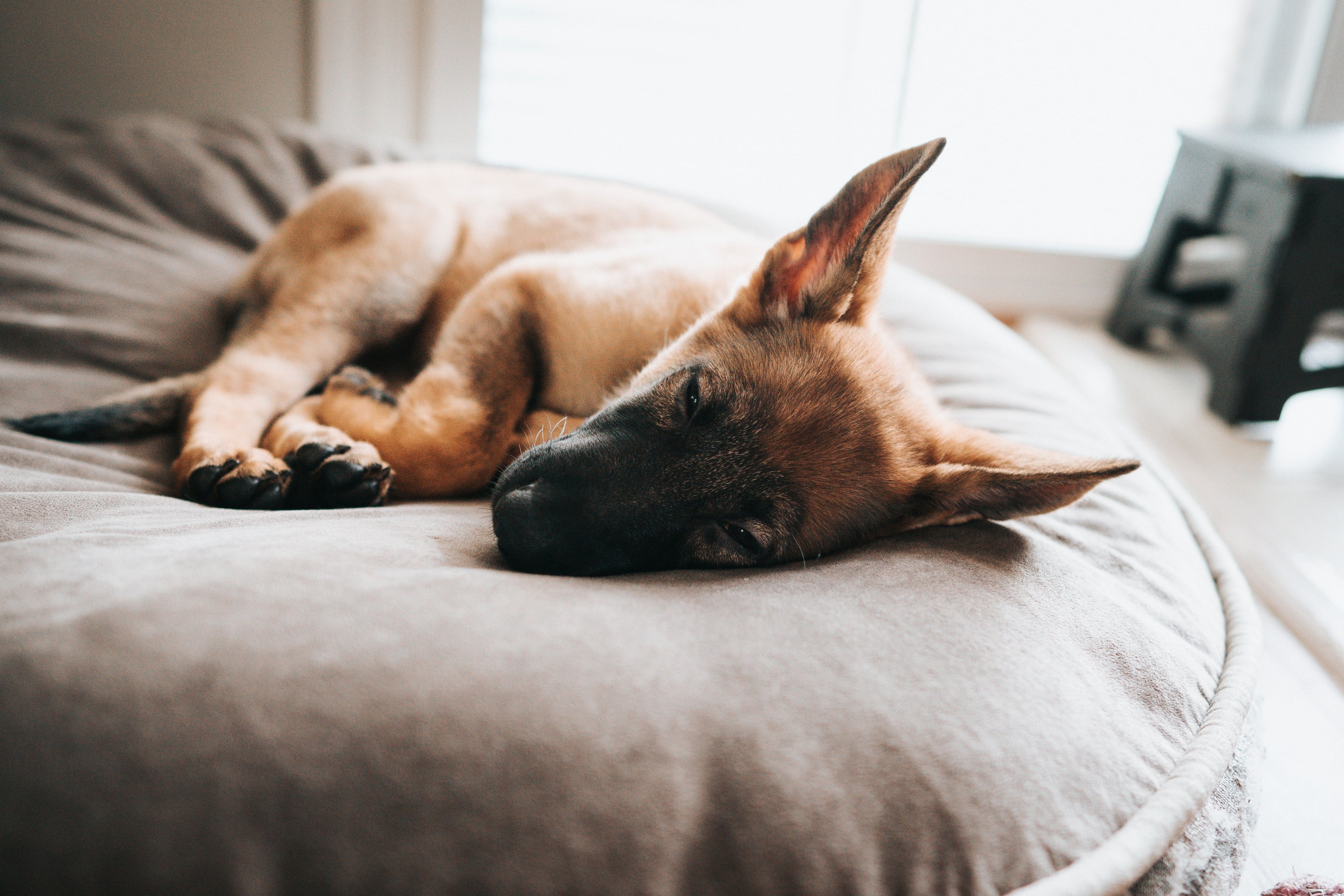 Perché i cani si agitano nel sonno?