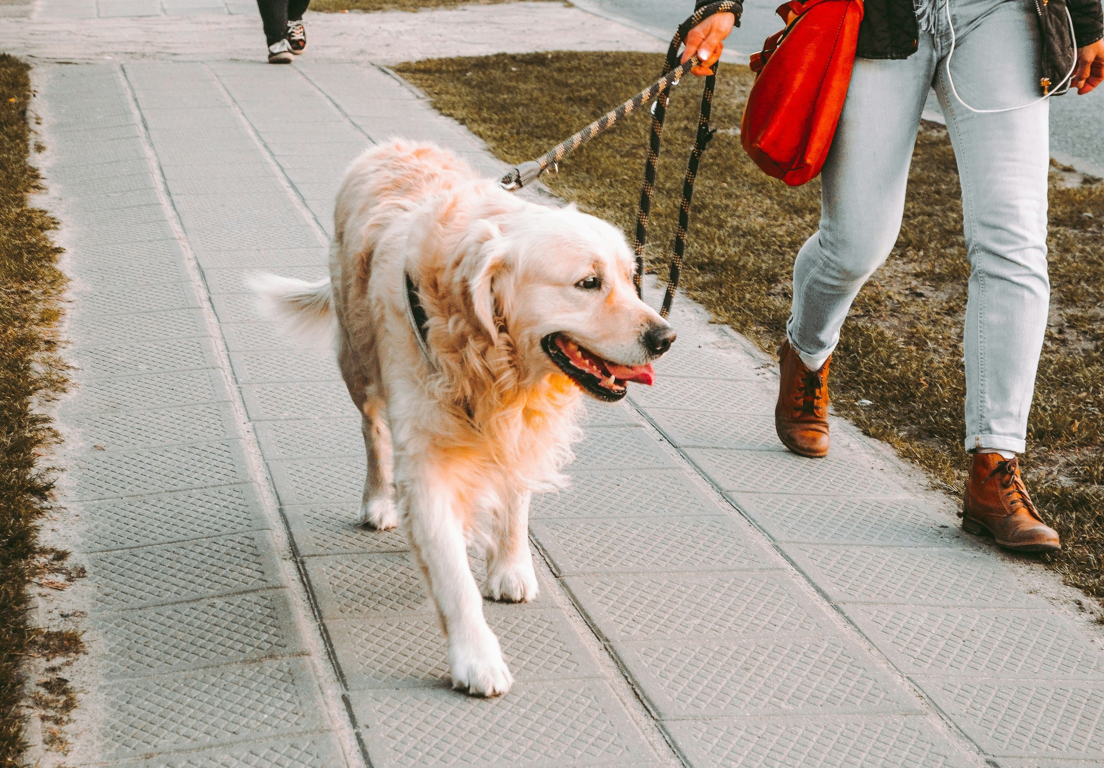 I motivi per cui il tuo cane tira al guinzaglio e 5 cose da fare