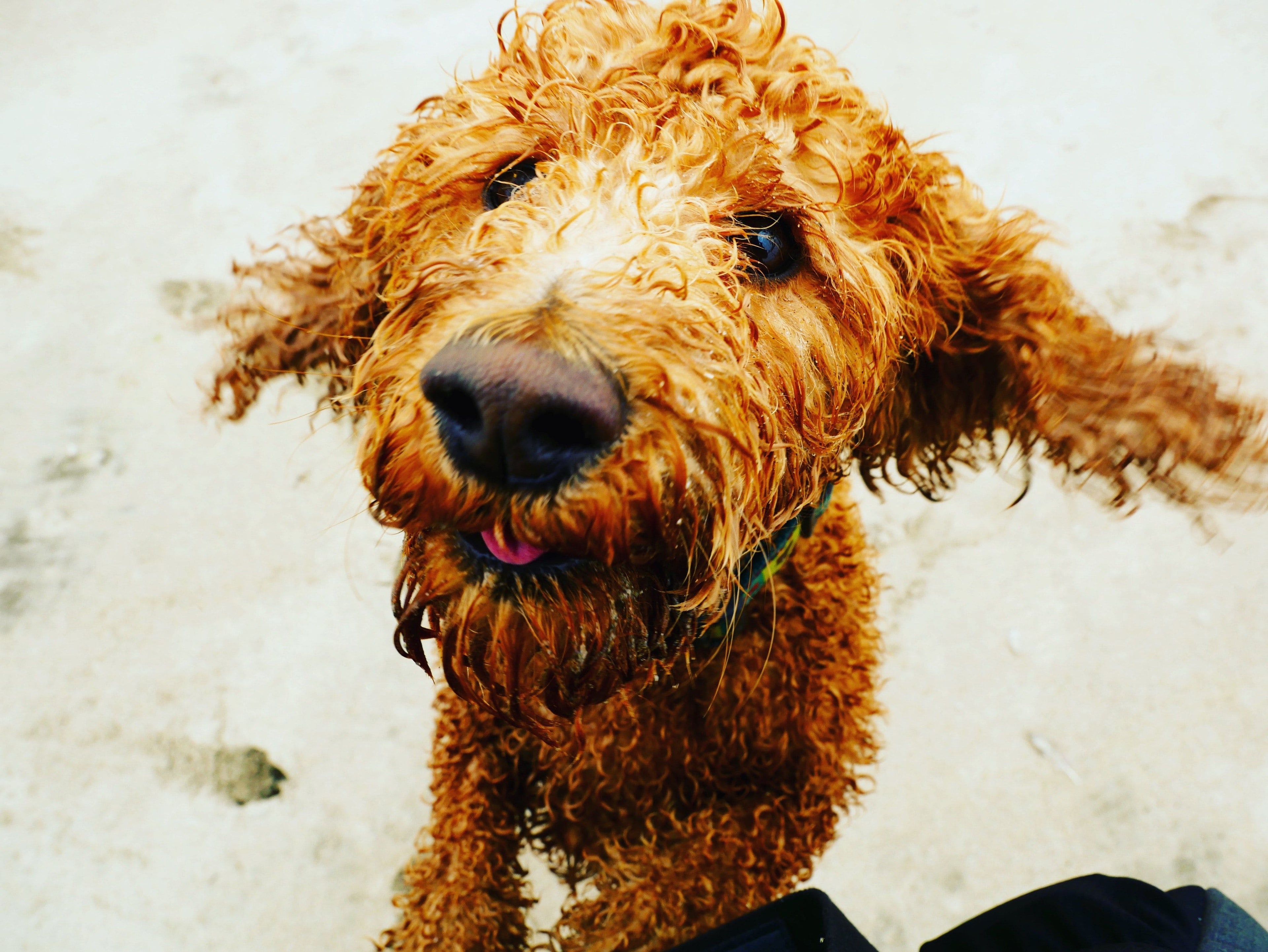 Perdita di peli nei cani: il ruolo dell'alimentazione
