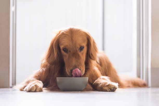 5 buoni motivi per inserire il pesce nella dieta del tuo cane