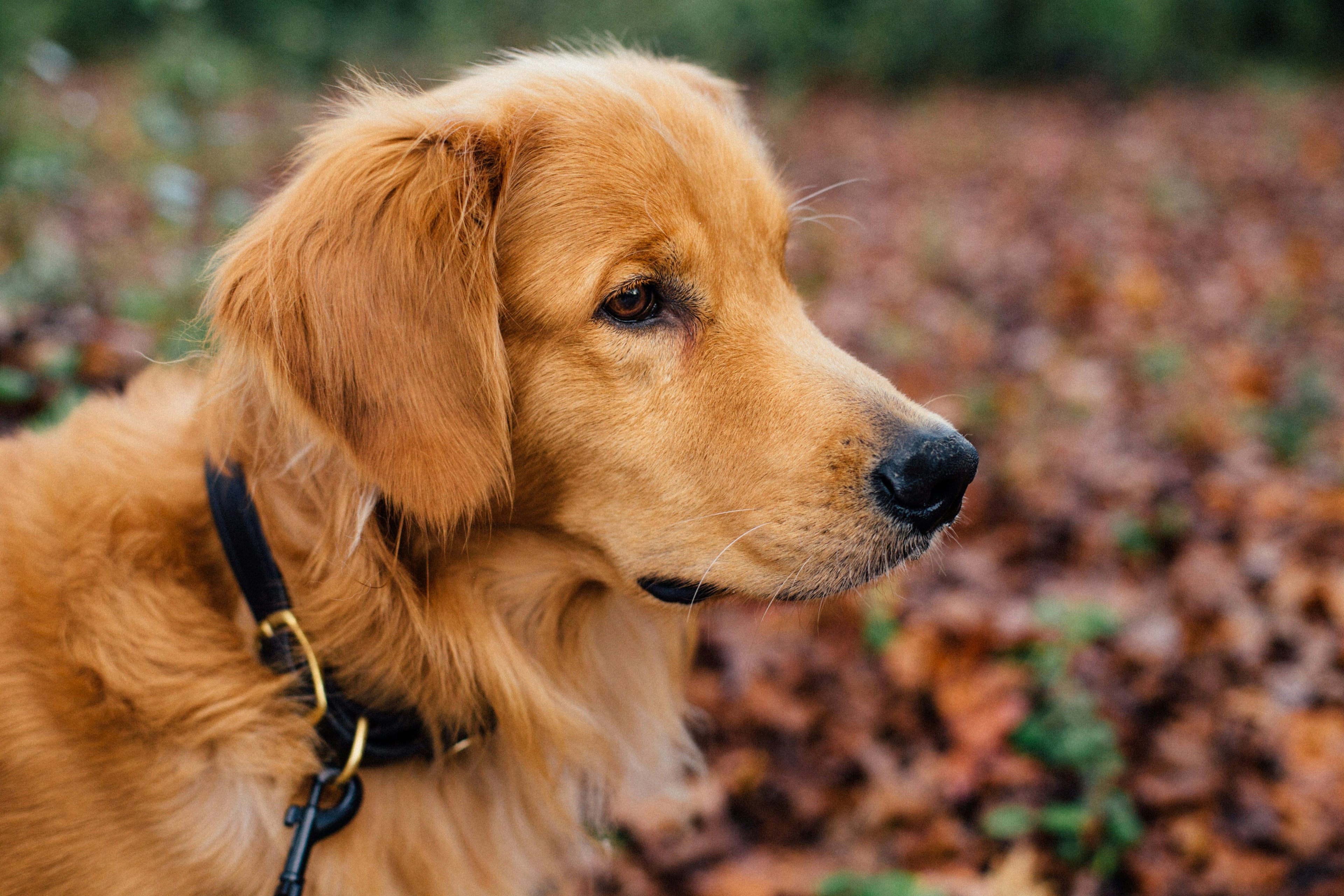 Come abituare il tuo cane al guinzaglio e rendere le passeggiate piacevoli