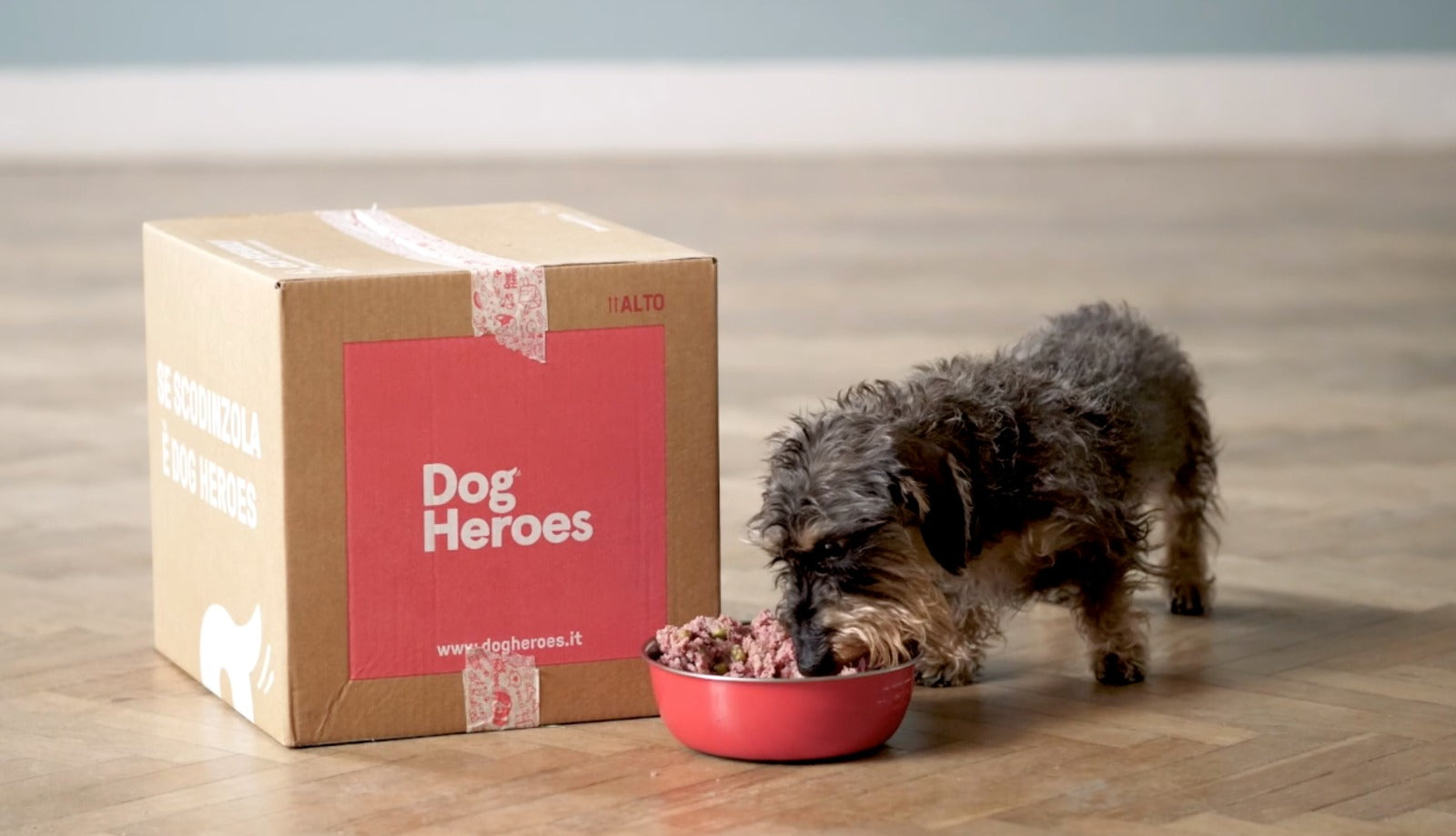 un cane apprezza la dieta casalinga di Dog Heroes