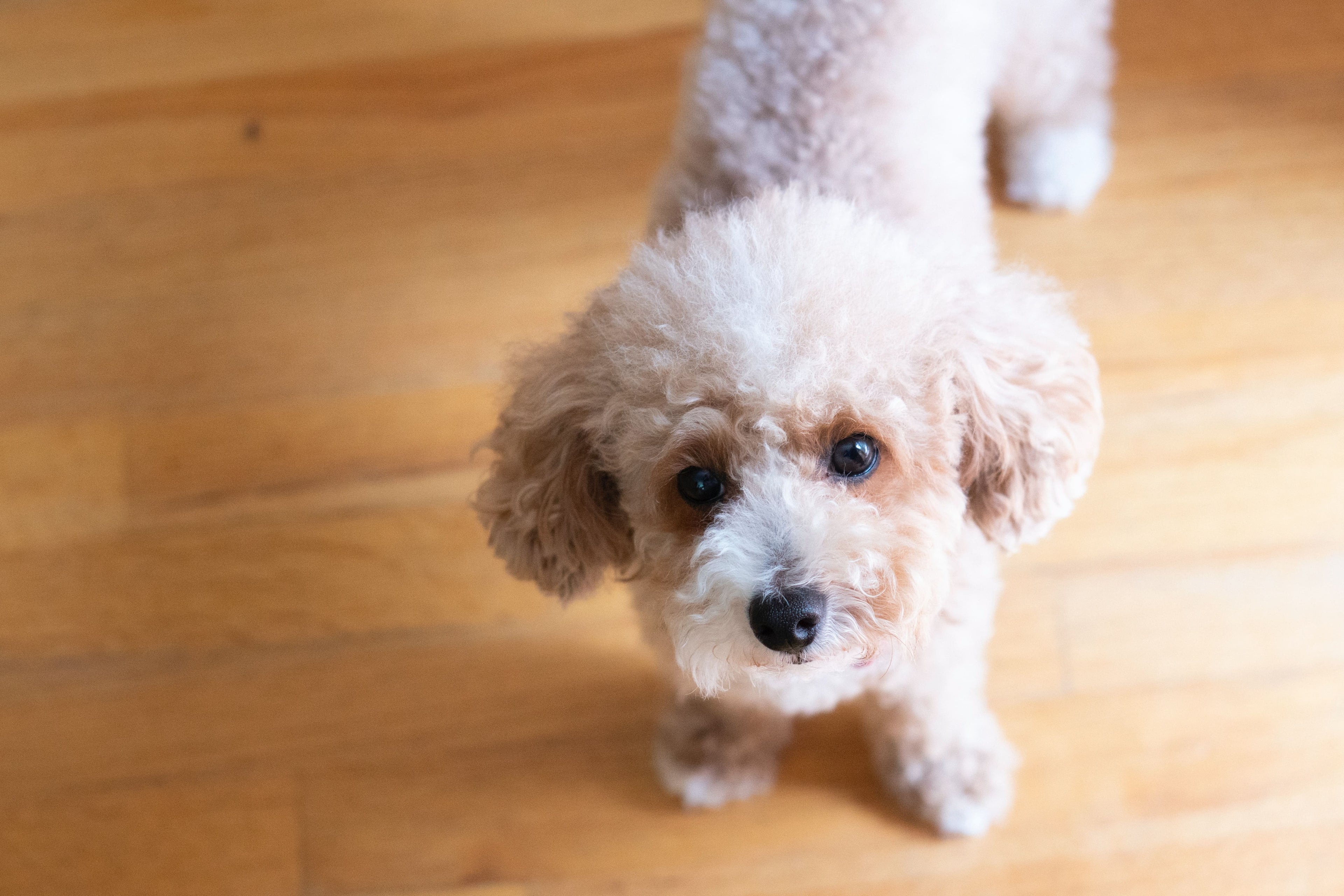 Razze di cane che non perdono pelo