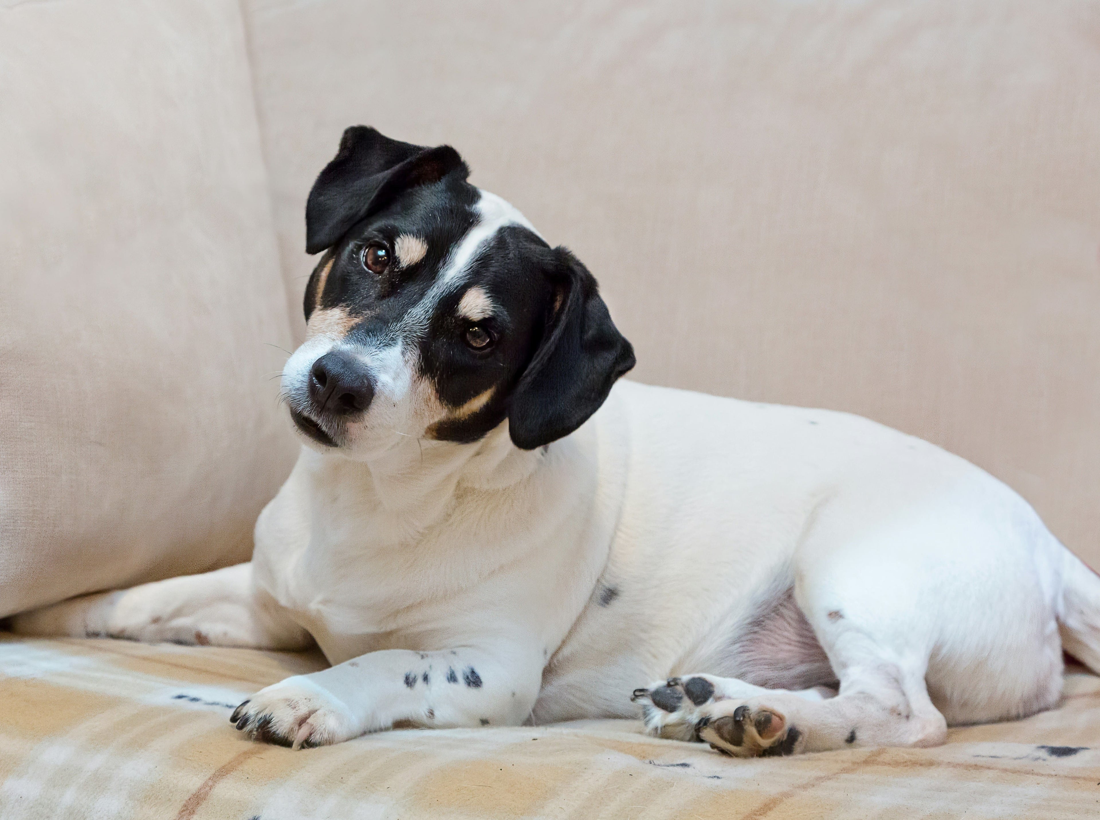 Posso dare il riso al mio cane? E il riso soffiato?