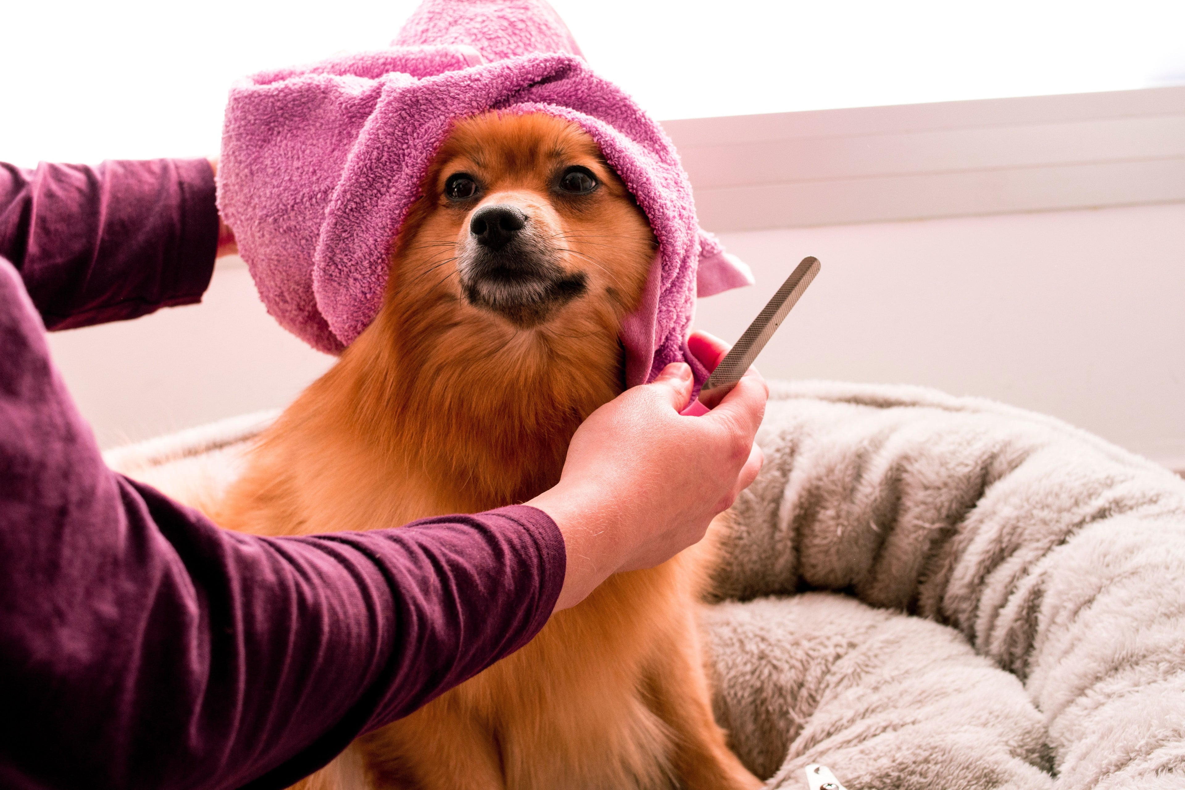 cane con pelo appena rasato