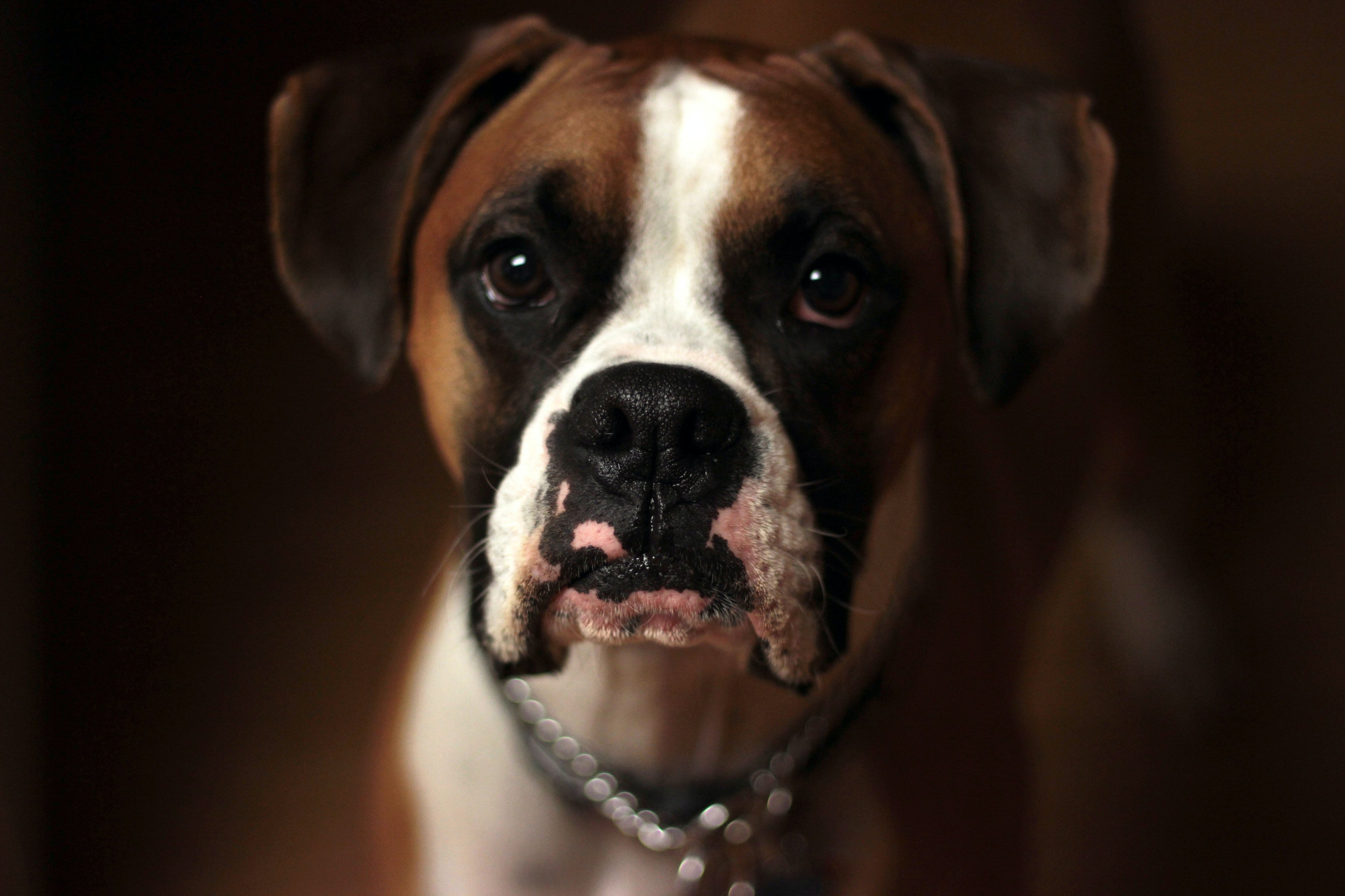 <strong>I SEGNALI DI PERICOLO NEL CANE</strong>