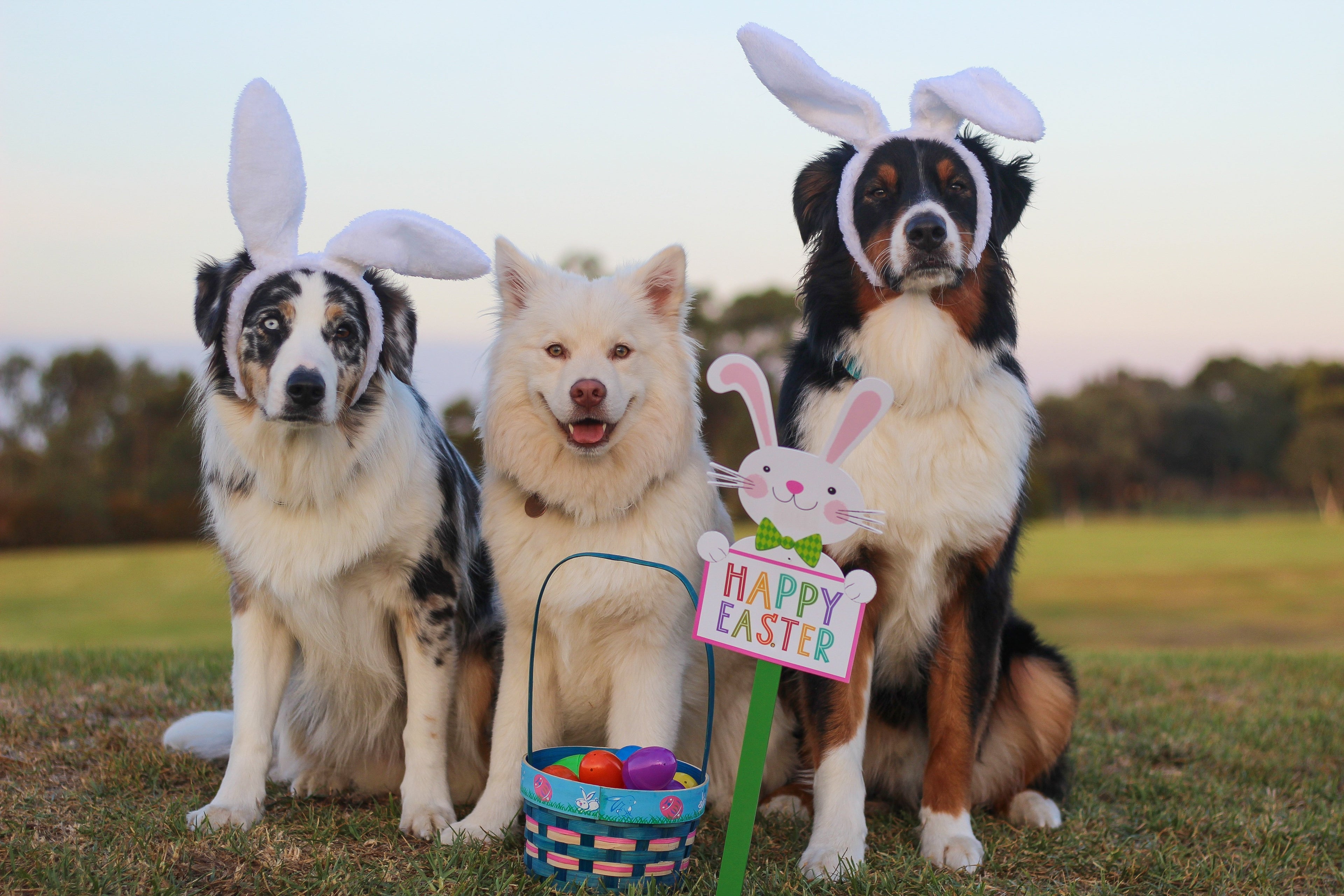 Cosa non può mangiare il cane a Pasqua: cibi vietati e rischi