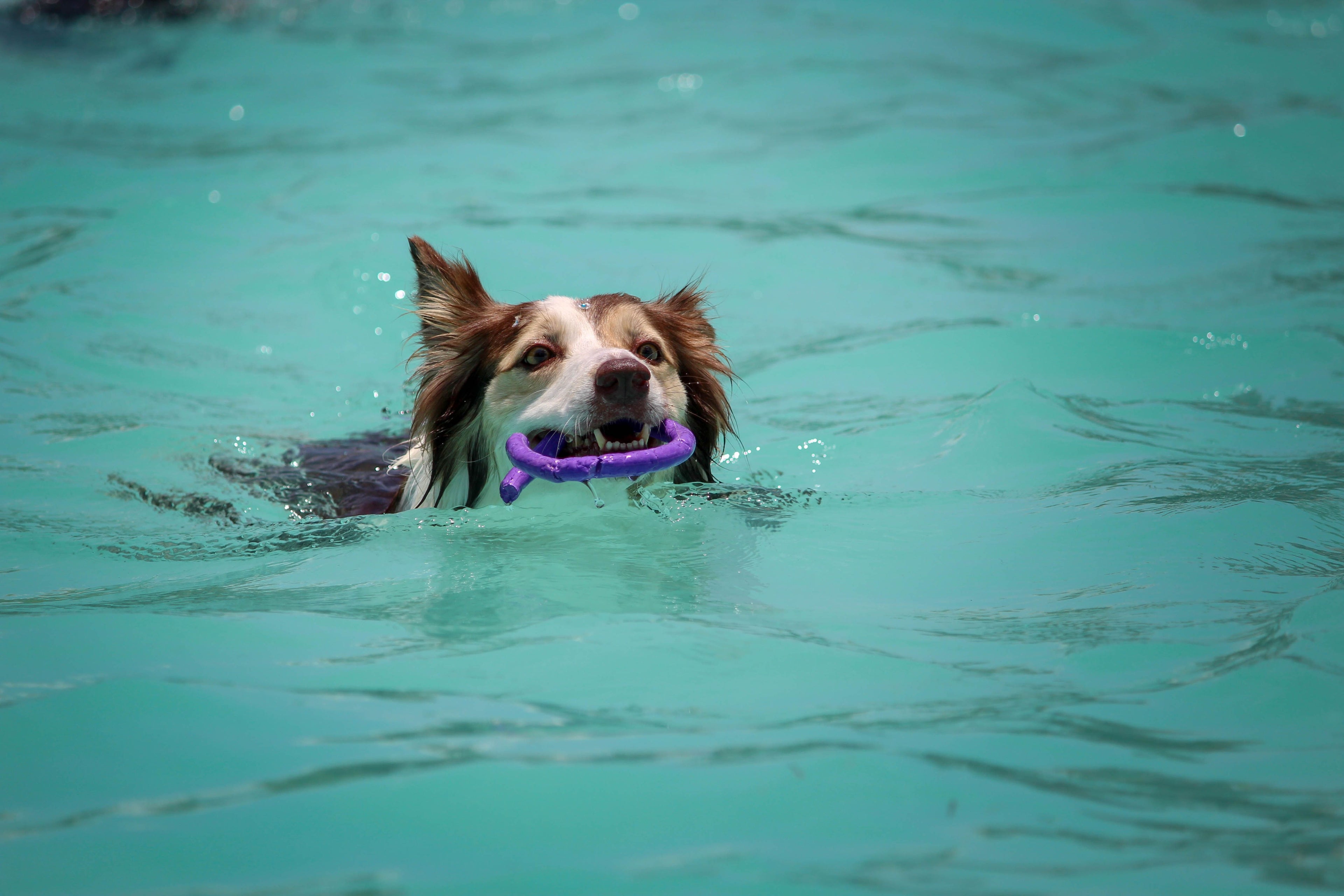 I sette migliori sport acquatici per cani