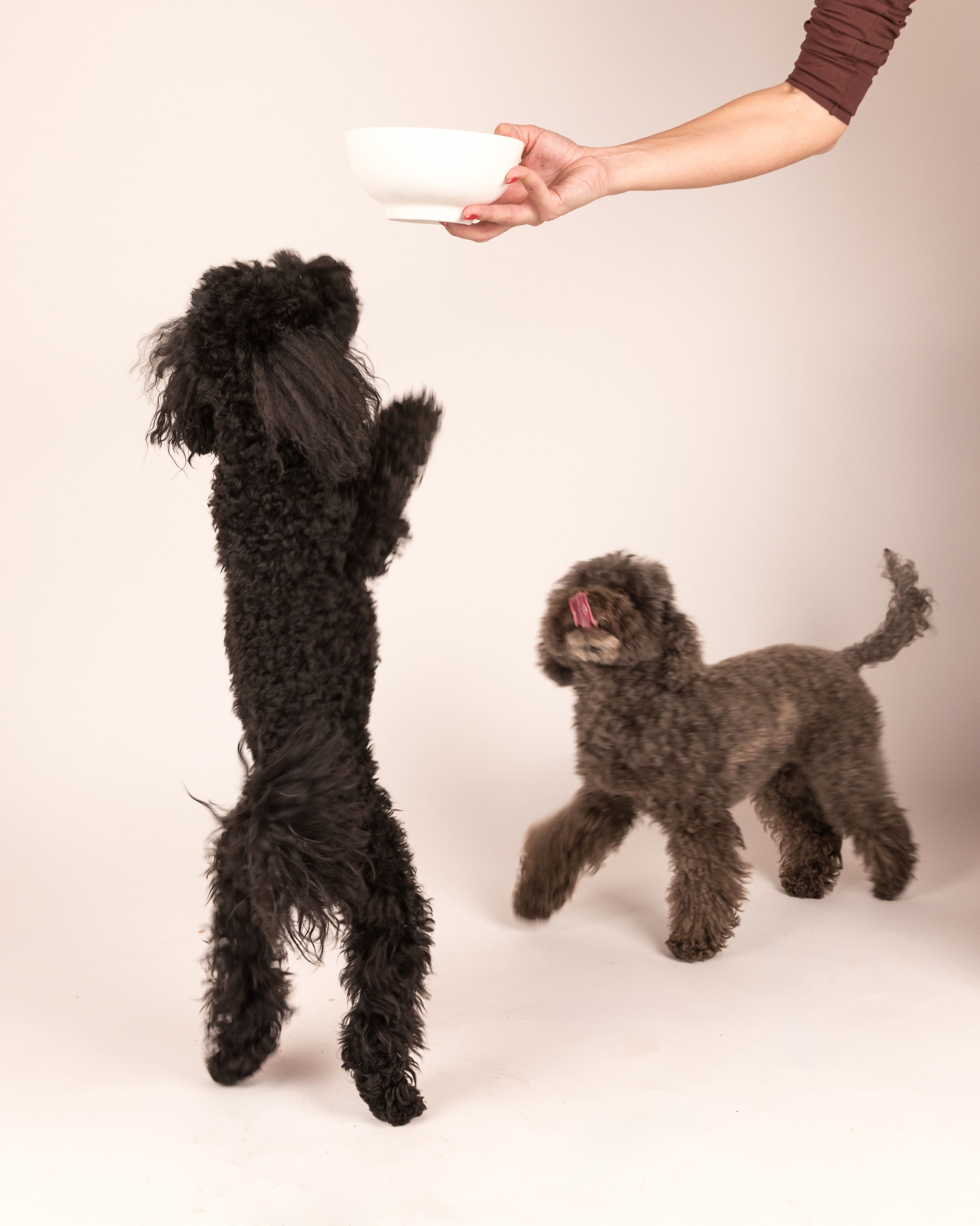 I superfood che non possono mancare nella ciotola del tuo cane