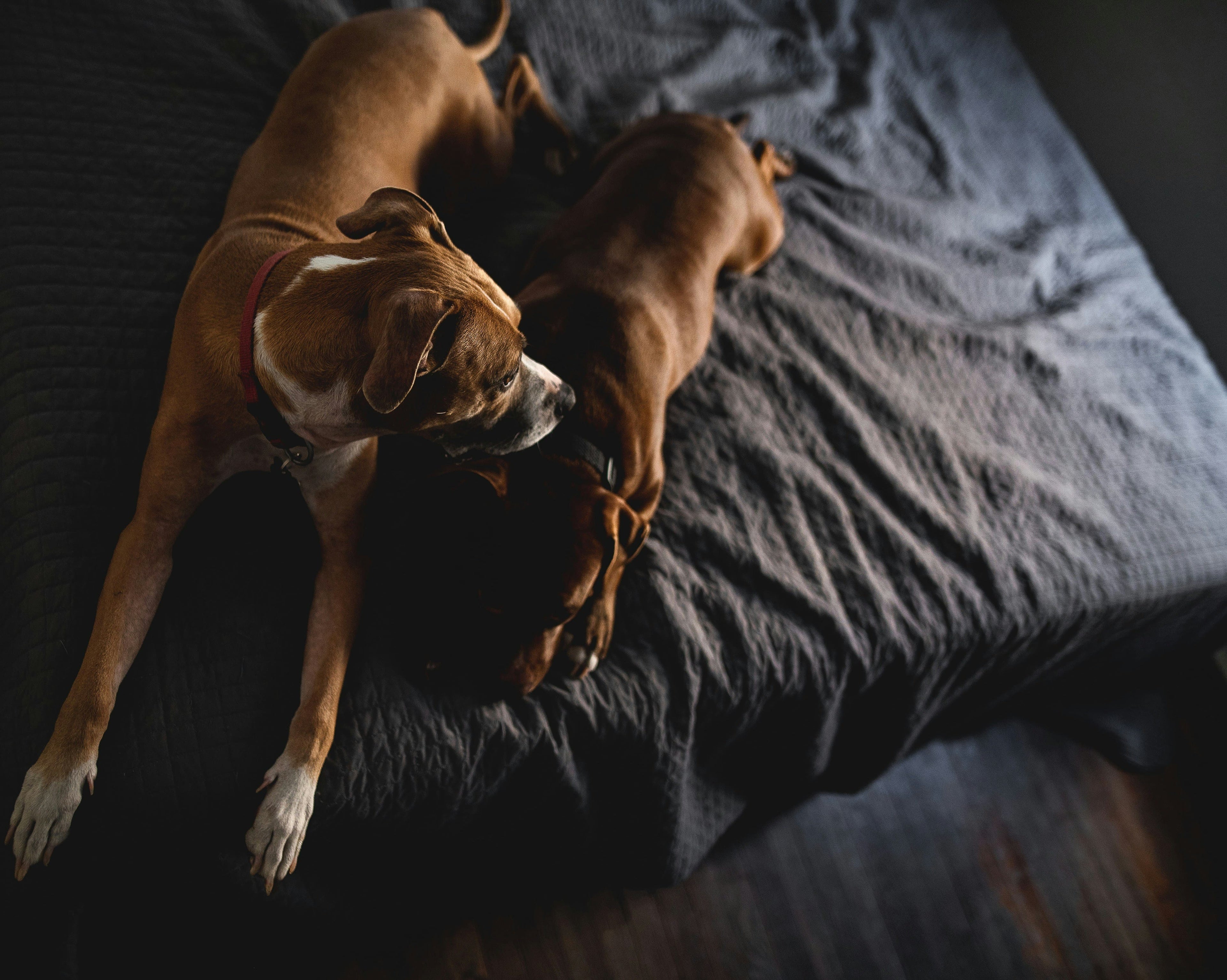 Guida completa alla sverminazione del cane