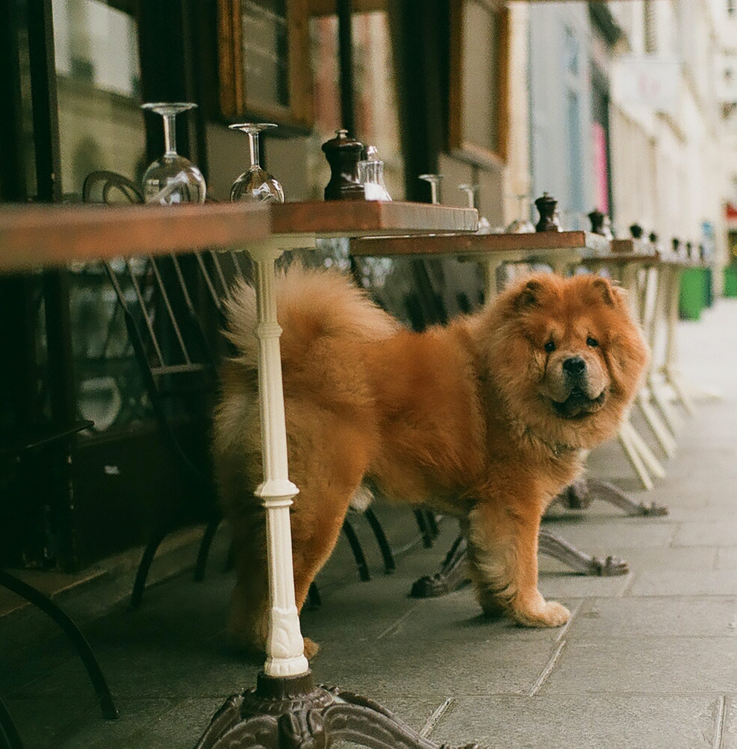Al ristorante con il cane? 4 consigli per gestire al meglio l'esperienza
