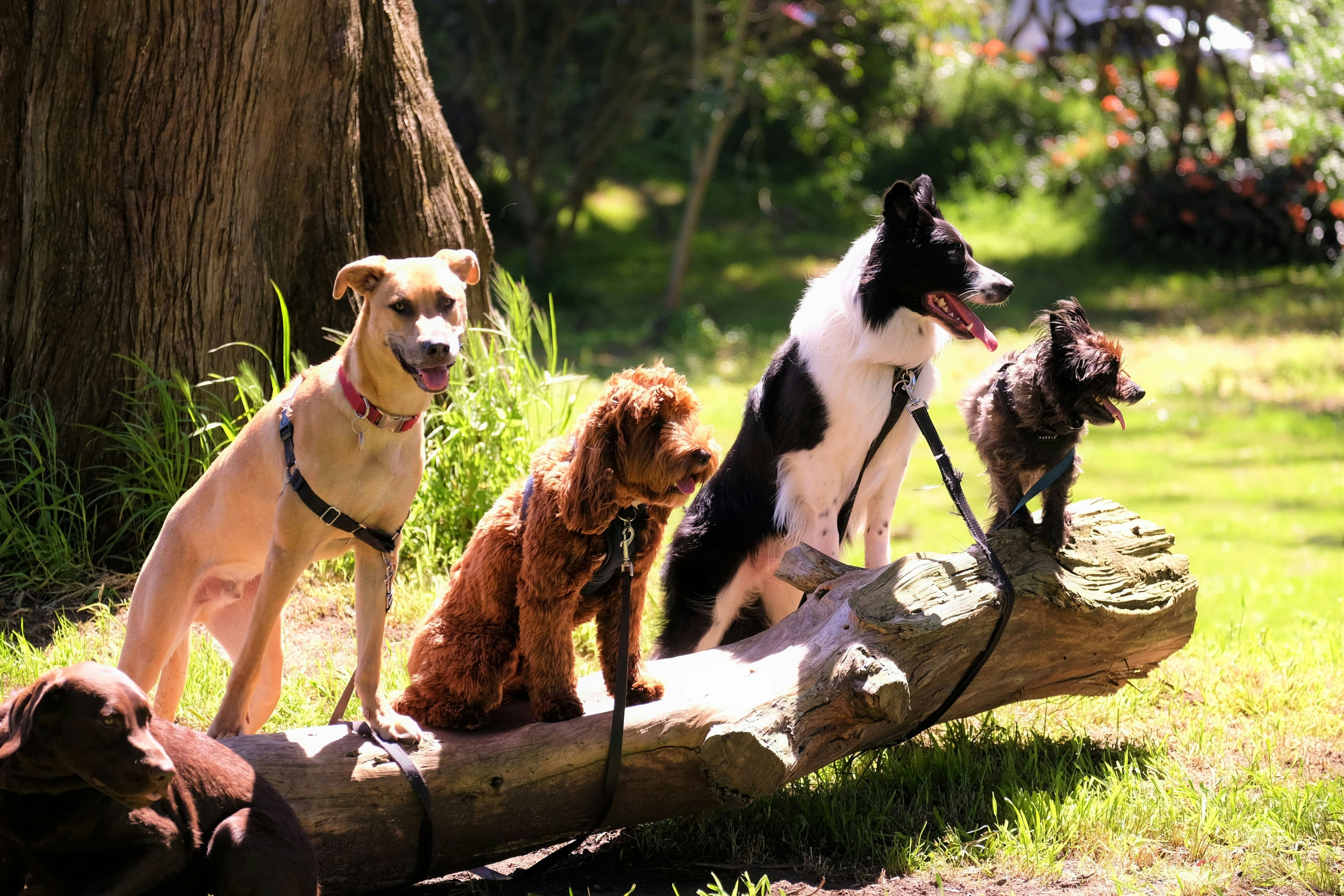 Piccola, media o grande: come capire di che taglia è un cane