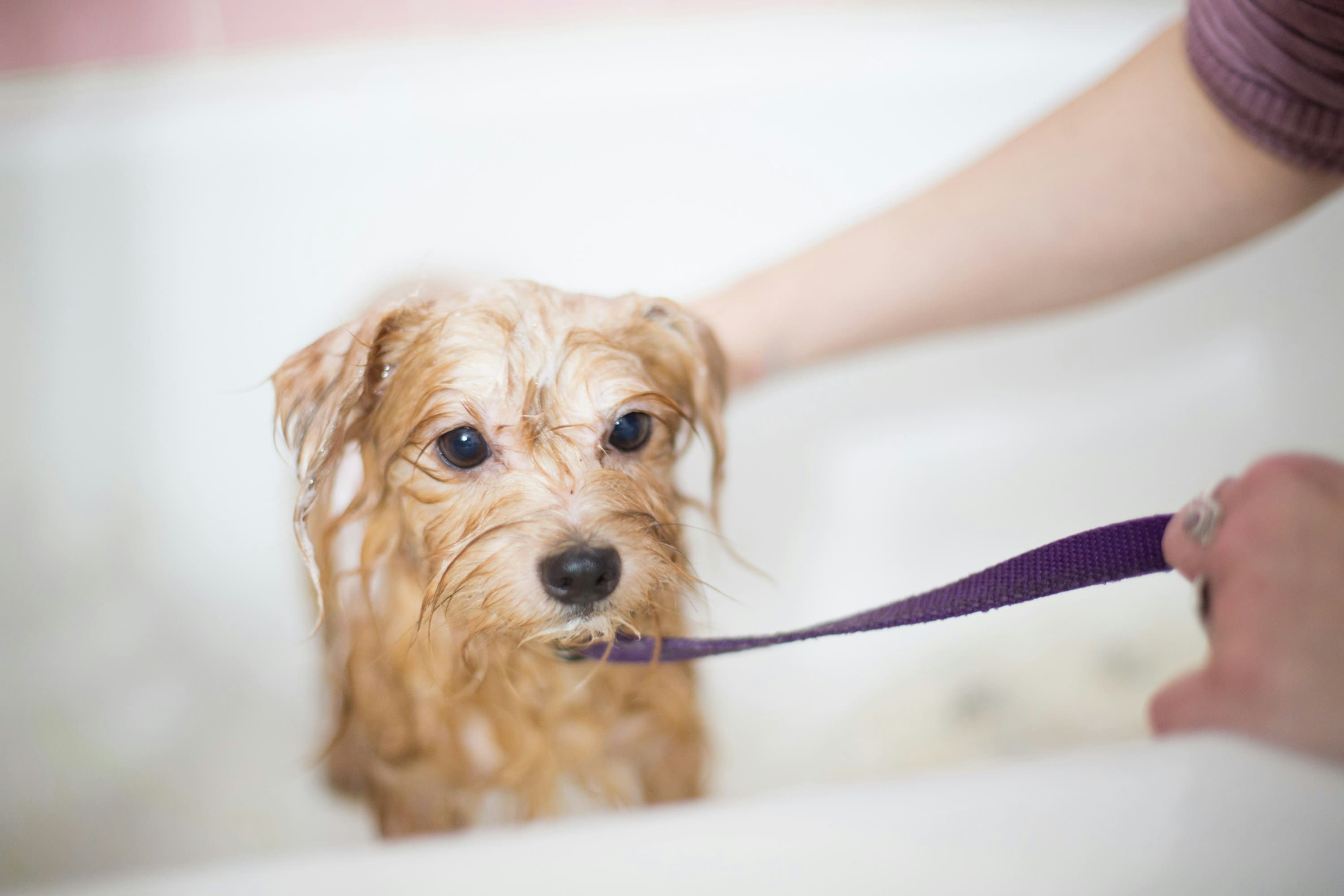 Come effettuare la toelettatura del cane a casa: 5 consigli