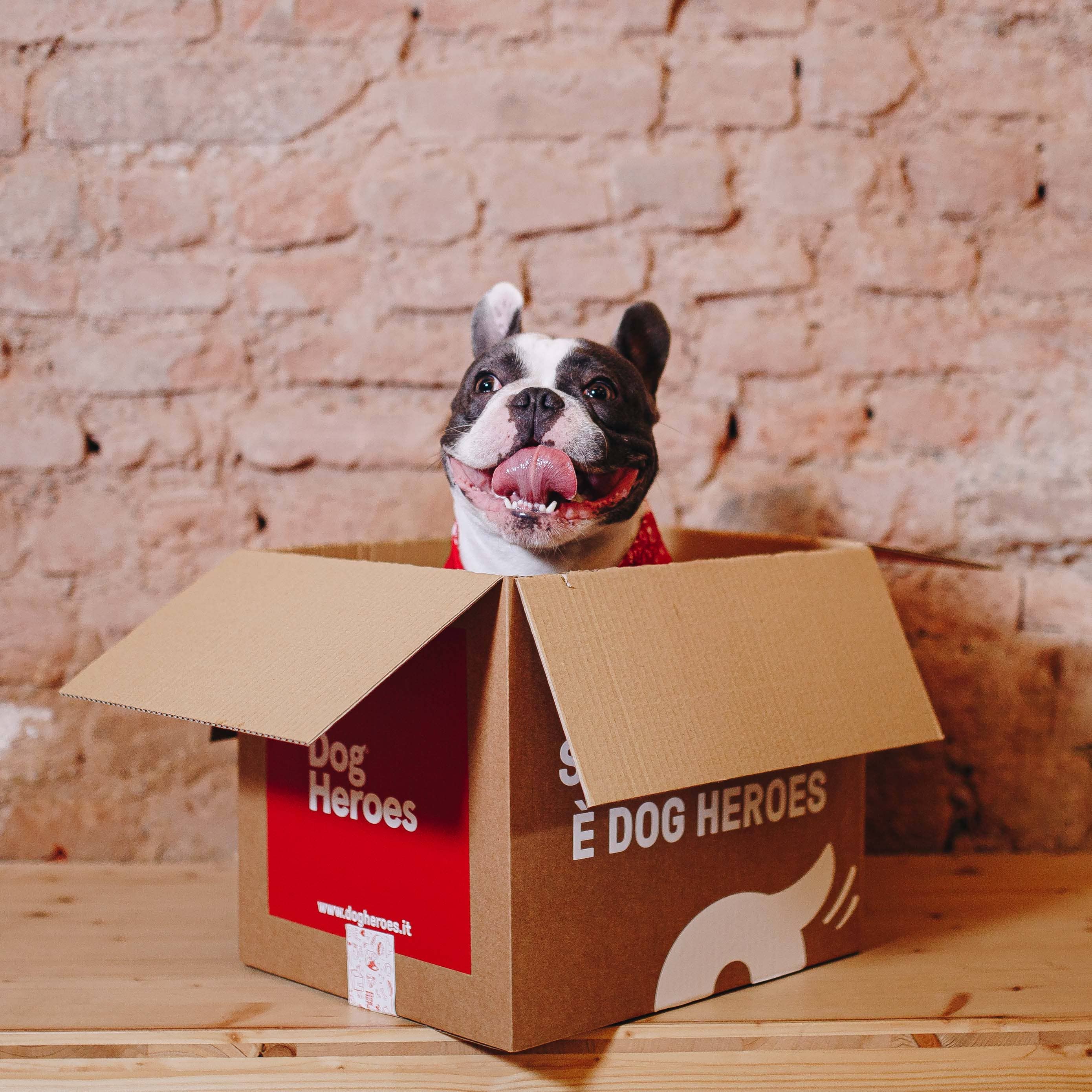 Come gestire la transizione al cibo fresco per cani?