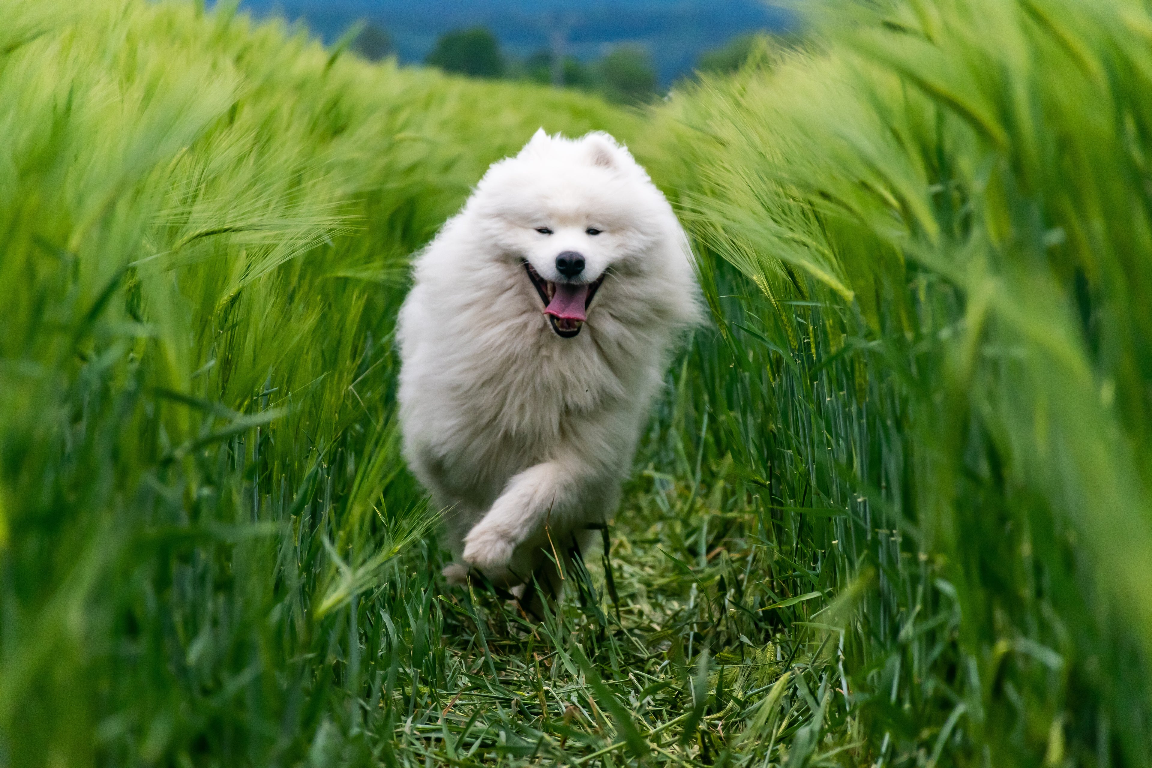 Primavera con il cane: 7 attività outdoor da fare insieme