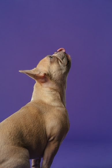 cane che aspetta cibo monoproteico