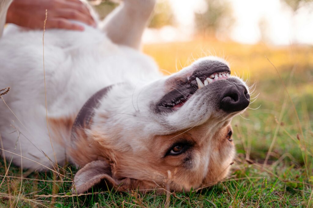 cane si rotola e mostra i denti - cambio dei denti nel cane