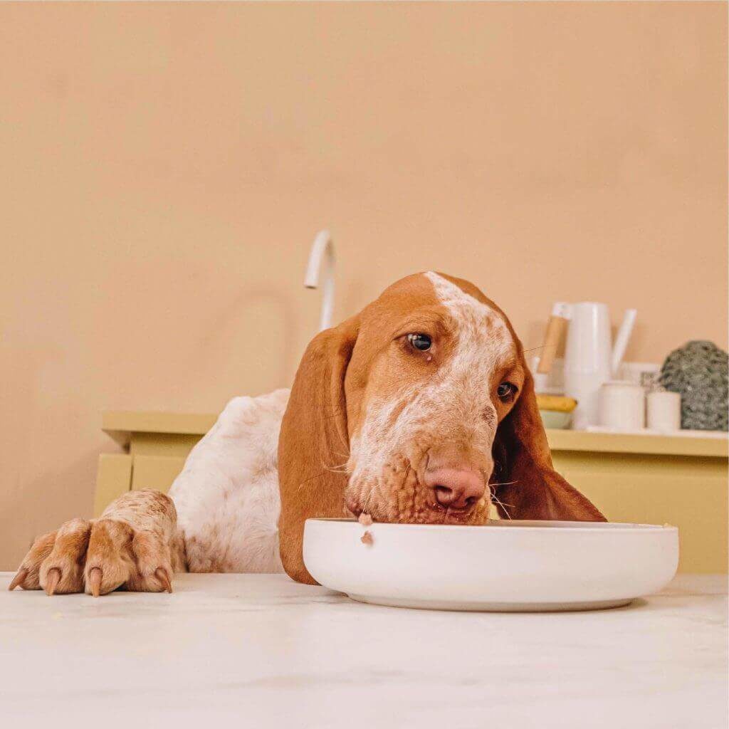 Cane Bracco Mangia Dalla Ciotola