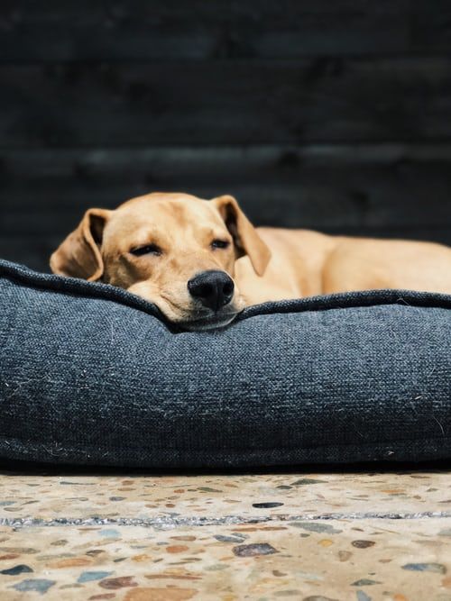 letargia del cane