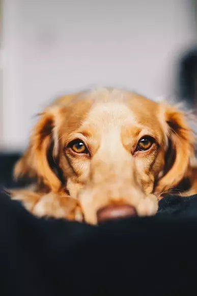 il cane può mangiare il formaggio 