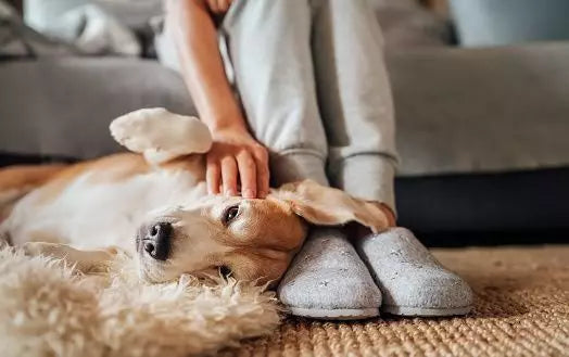 ansia da separazione nel cane come affrontarla