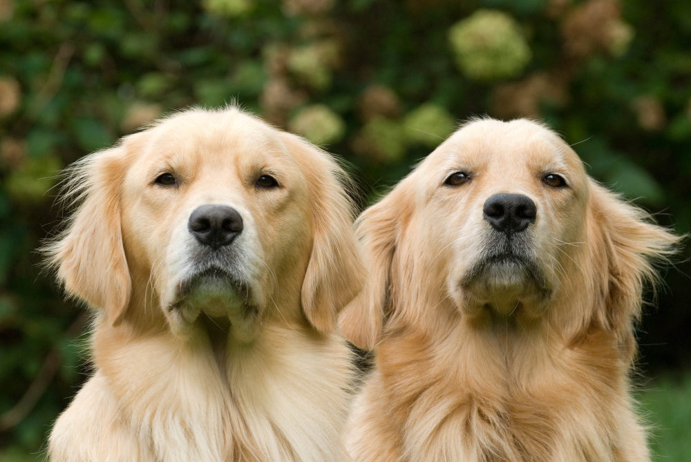 cane maschio o femmina? due adorabili cani golden retriever che guardano verso la fotocamera