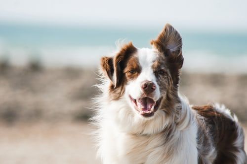 cane sulla spiaggia col pelo mosso dal vento