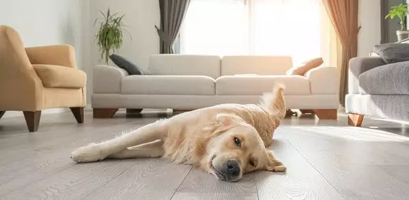 cane ansioso con ansia da separazione
