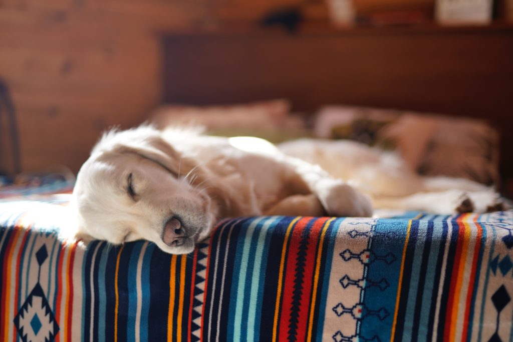 cane che ha sonno e dorme