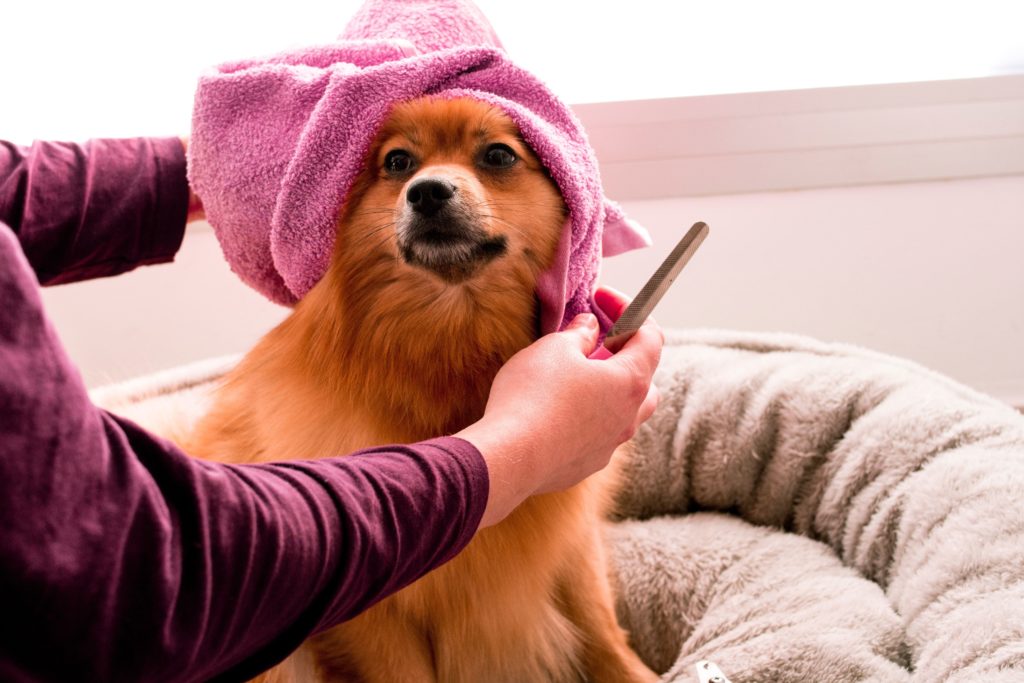 cane con pelo appena rasato