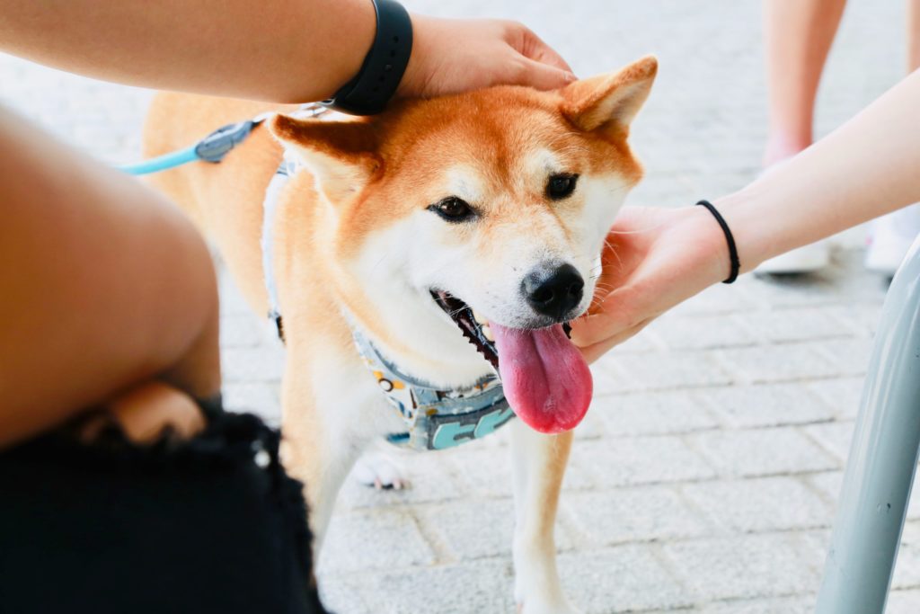 pet therapy con cani