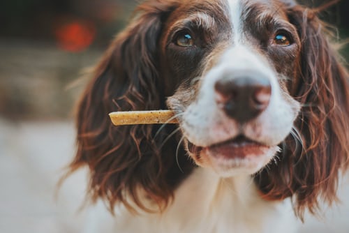 il cane può mangiare il formaggio 