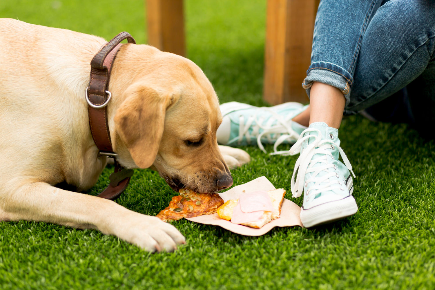 cane che mangia un panino al formaggio in un parco