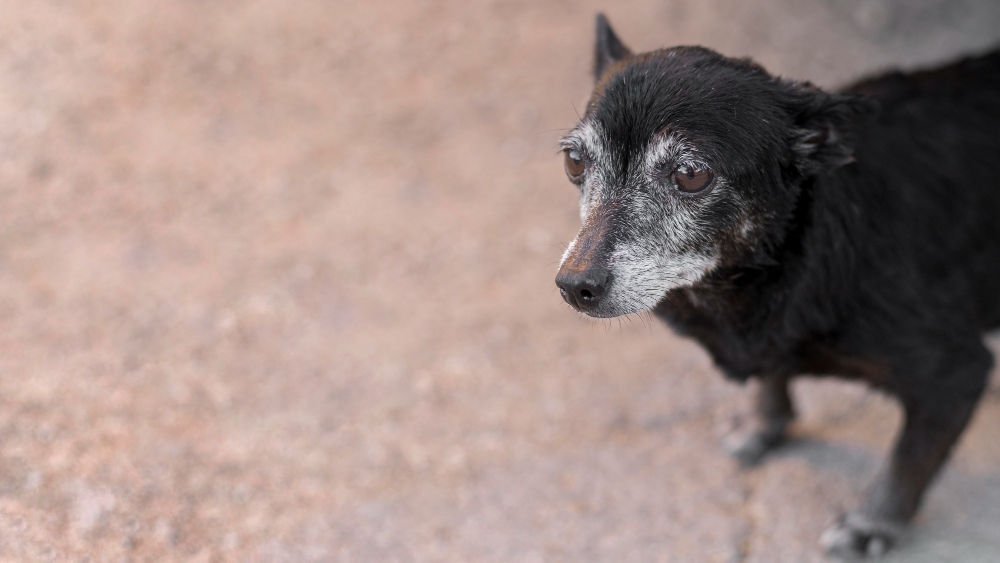 cane anziano con sguardo triste, pelo scuro con muso grigio