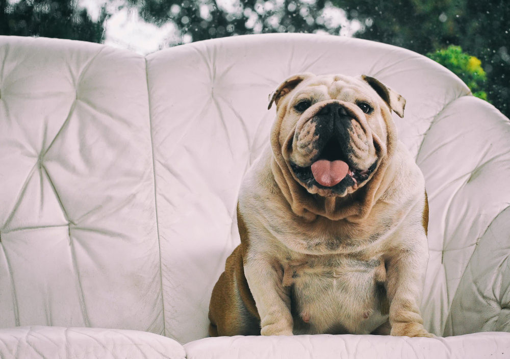 un adorabile cane bulldog che forse necessita di una dieta per cani obesi