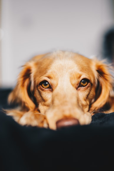 cioccolato ai cani