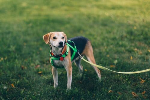 Migliore pettorina per cani: i consigli del veterinario [2024]