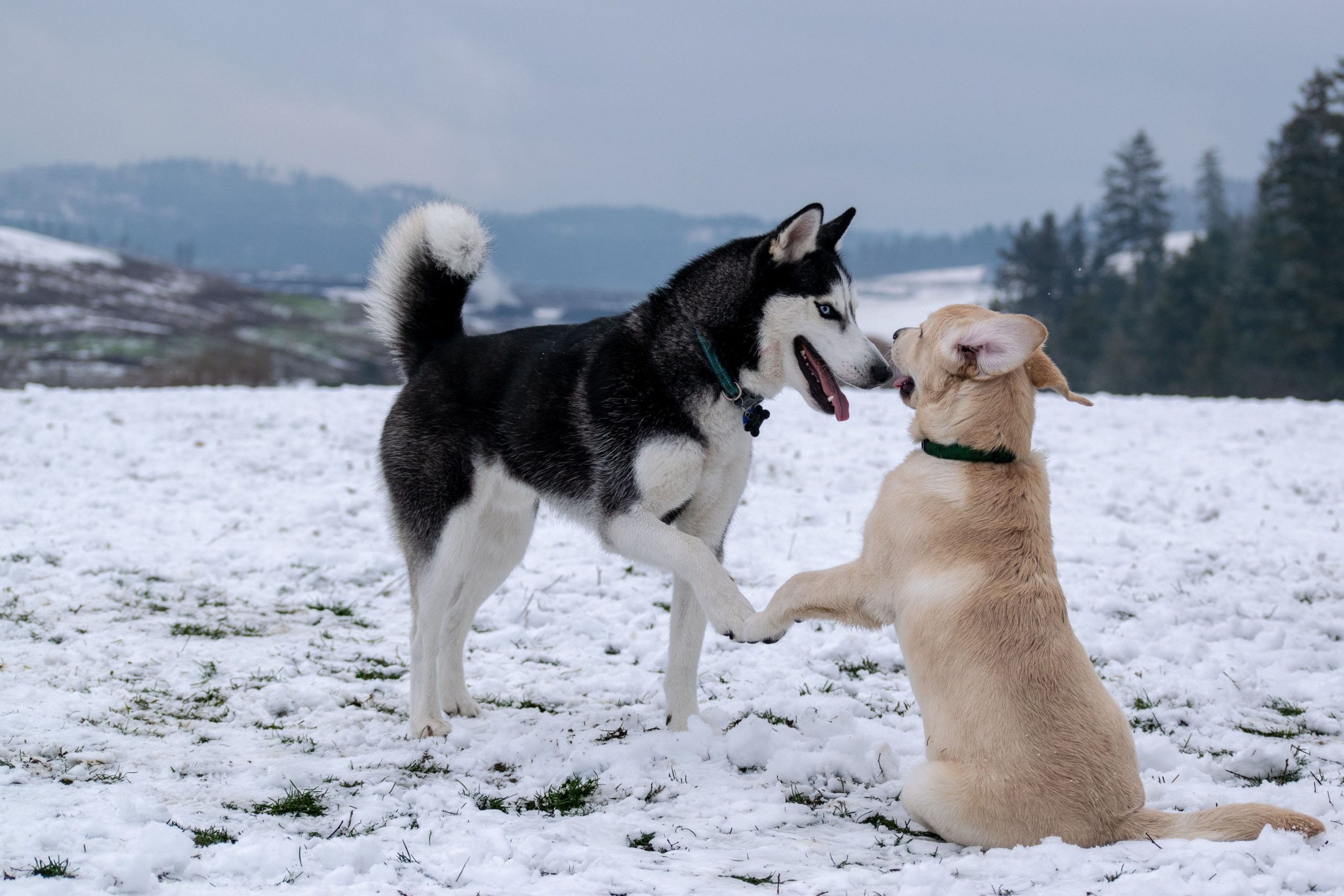 Aggressività tra cani conviventi