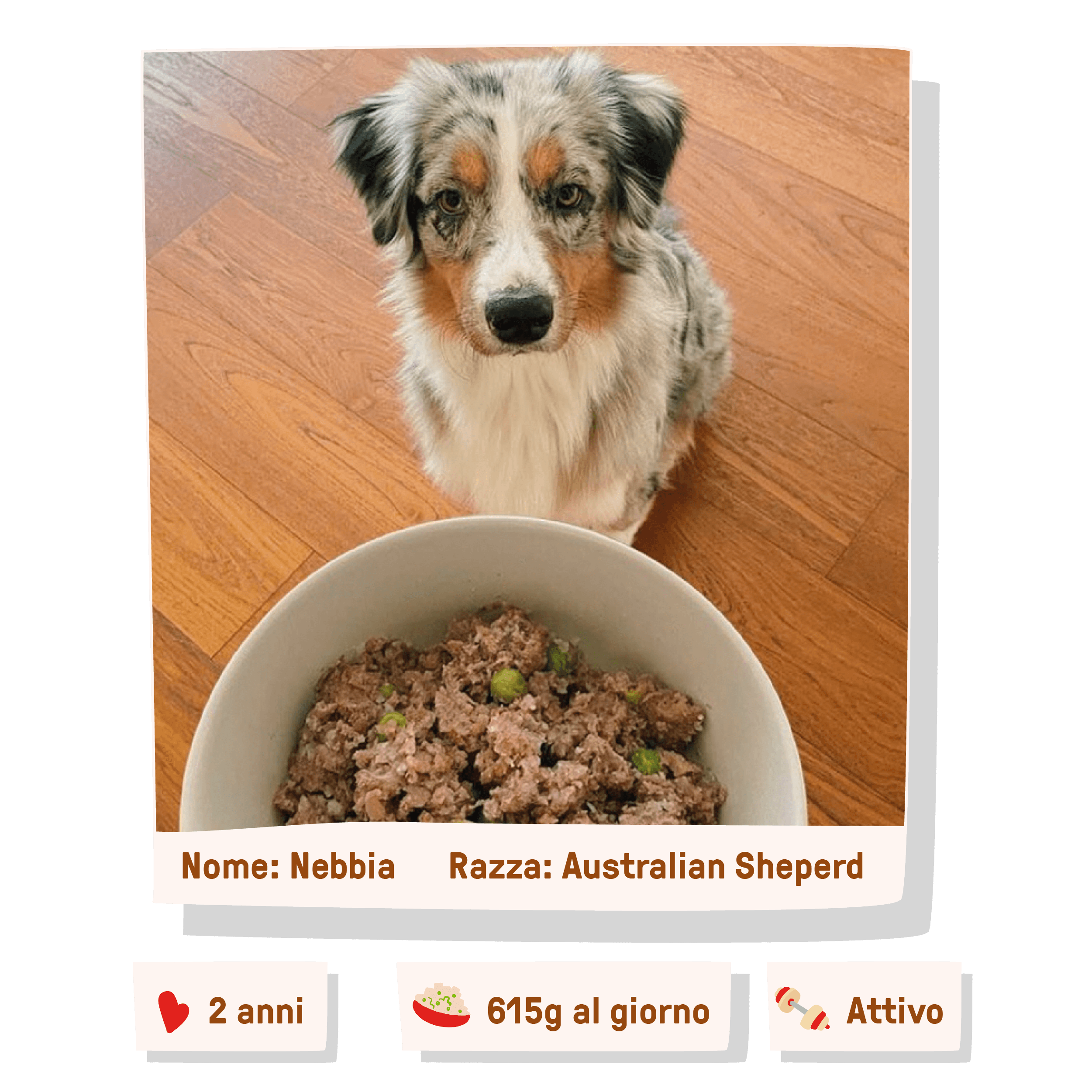 cane che mangia manzo