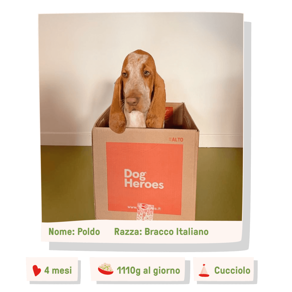 box bracco italiano