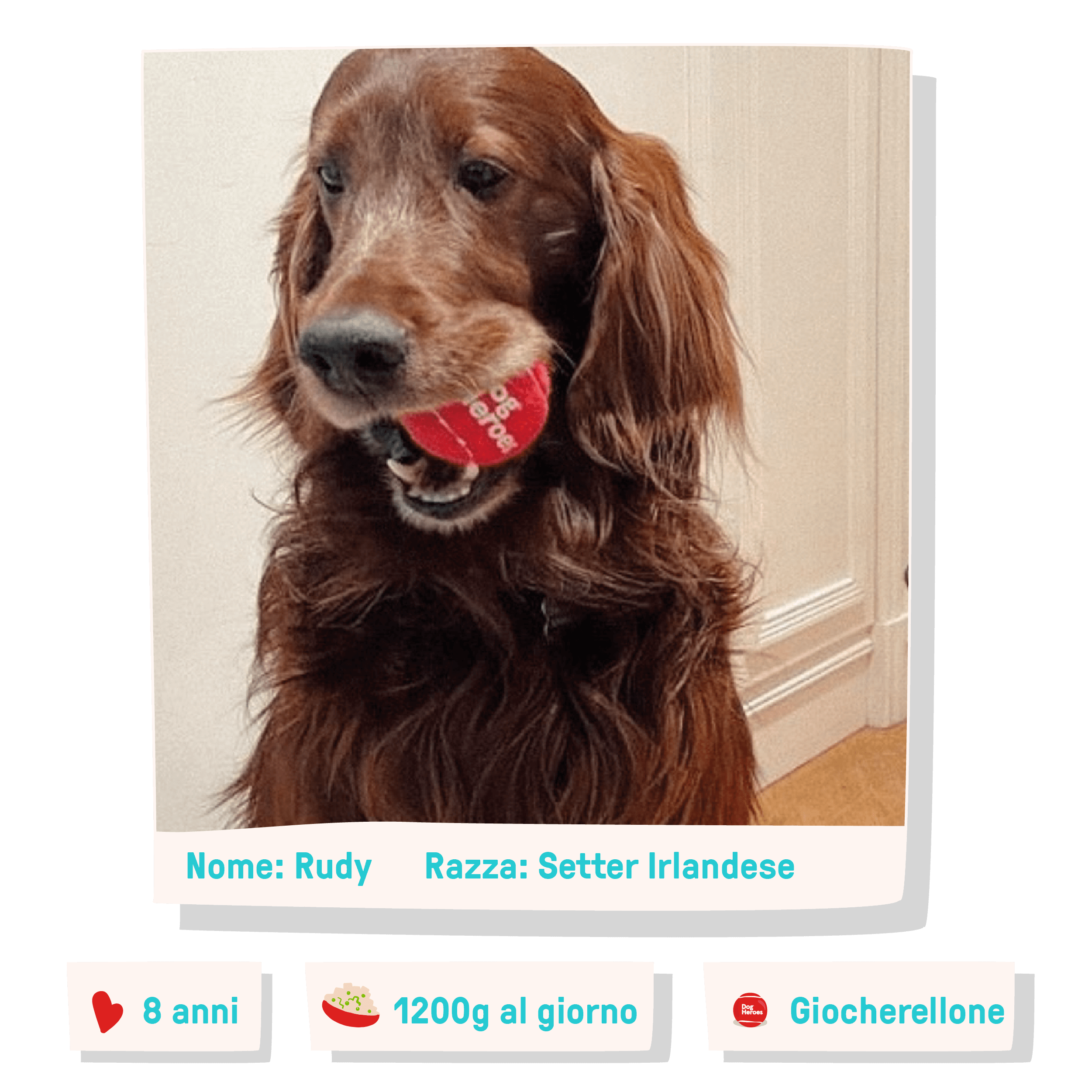 setter irlandese con pallina